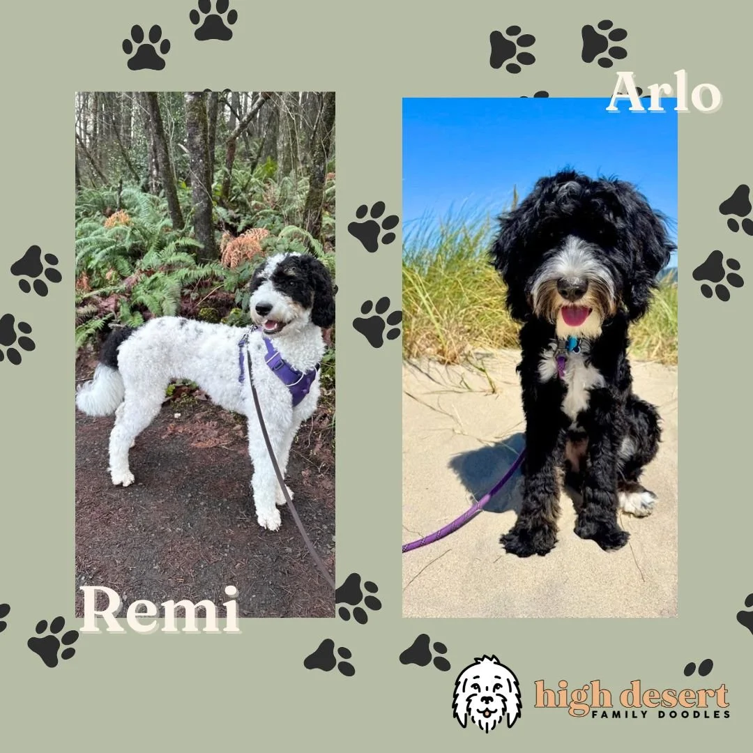 best Eugene bernedoodles Spokane