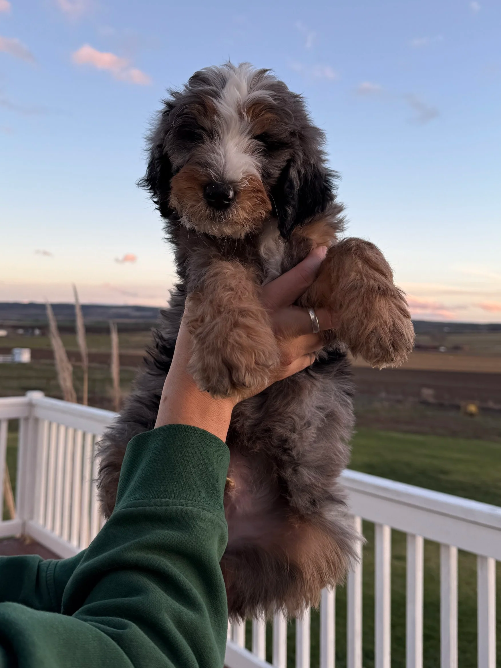 GANA Gold Good Dog certified bernedoodle parent OFA health tested High Desert Family Doodles
