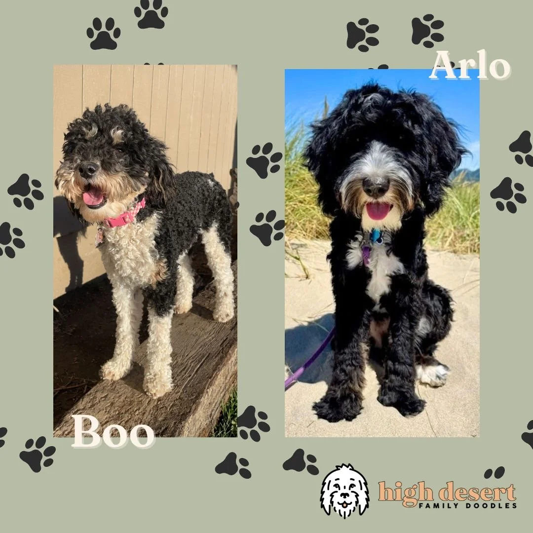 Seattle Portland mini bernedoodle puppy