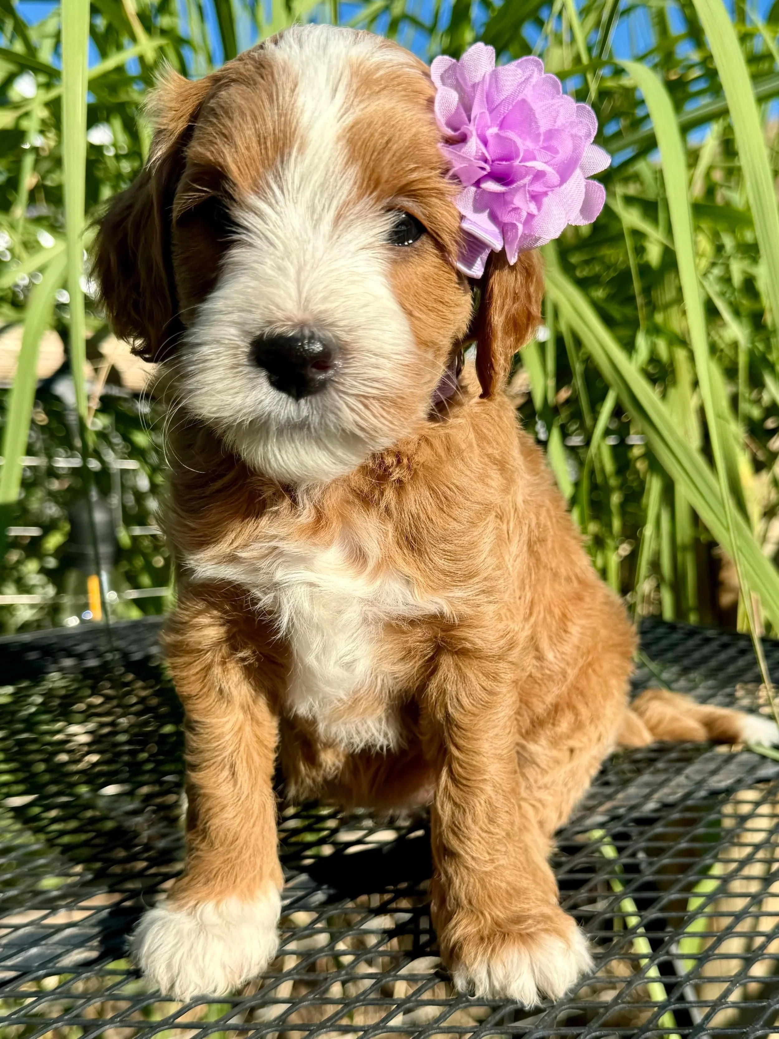 Goldendoodle puppy for Tri-Cities Kennewick Richland Pasco Washington from High Desert Family Doodles