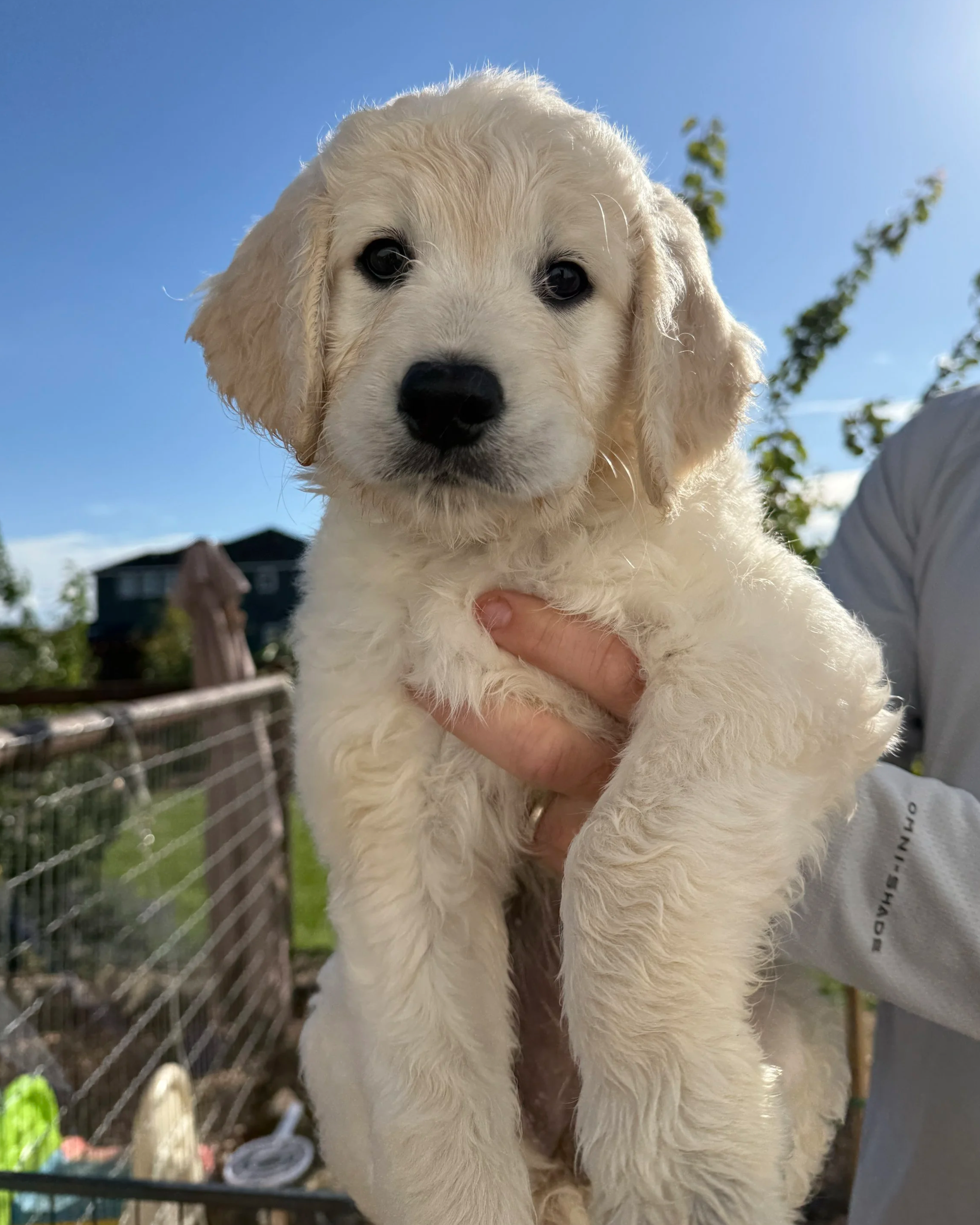 tacoma portland goldendoodle puppy for sale