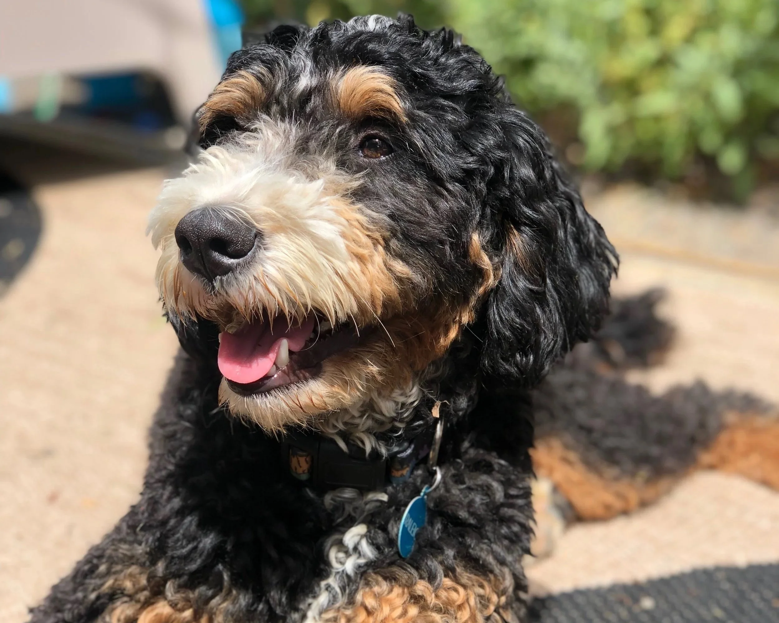 Eugene mini bernedoodle puppy