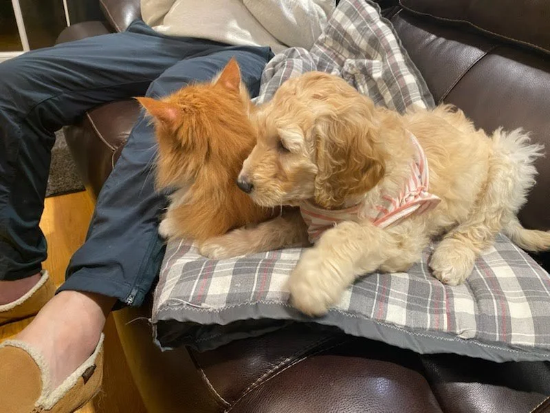 JPEG image-2439F89D01C1-1.jpeg