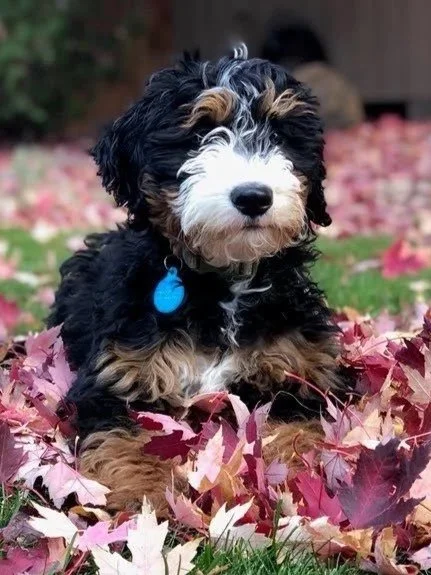 Bernedoodle puppies home raised Madras Oregon available San Francisco Bay Area families