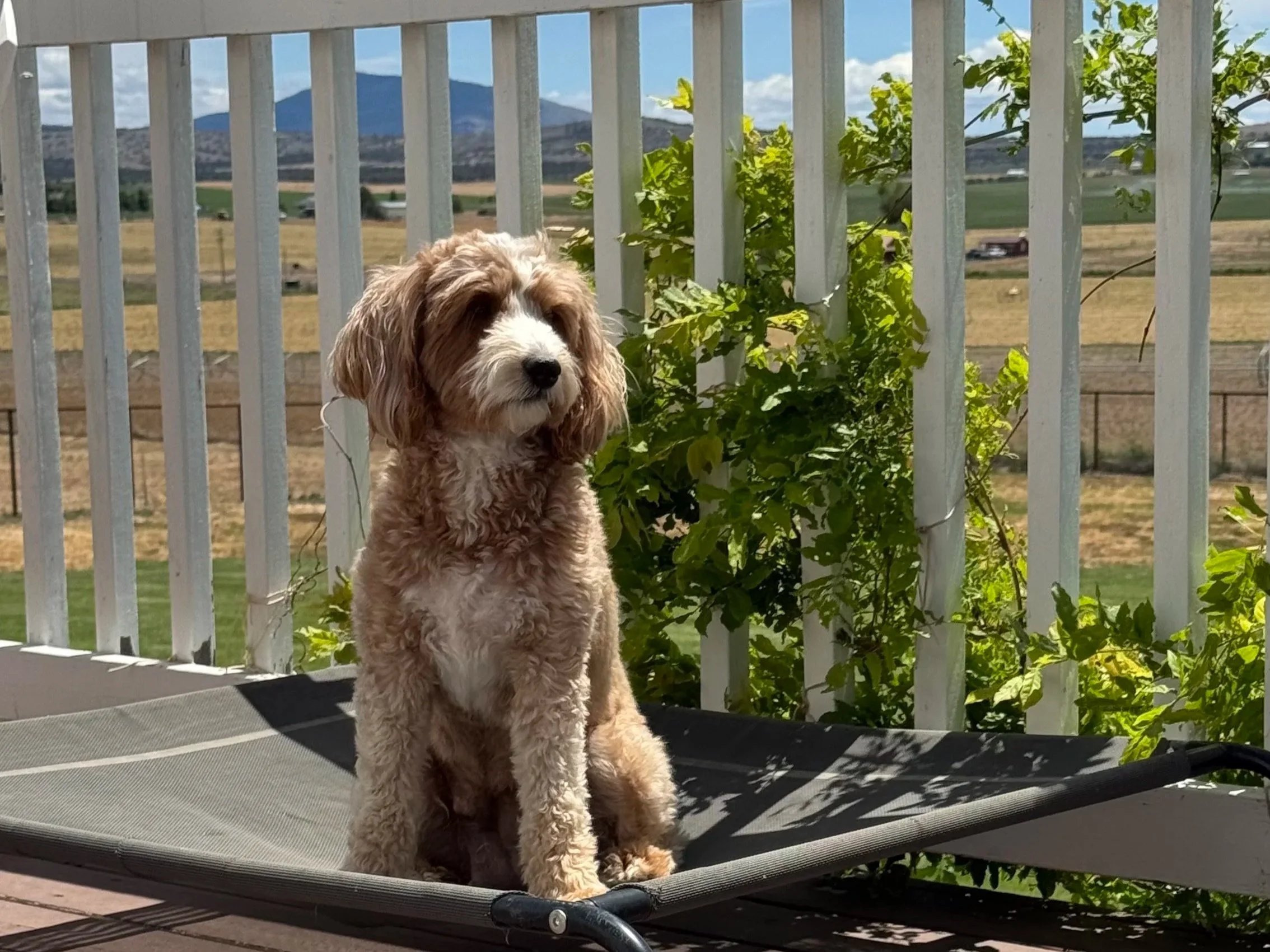 Terrebonne Redmond mini Goldendoodle mama