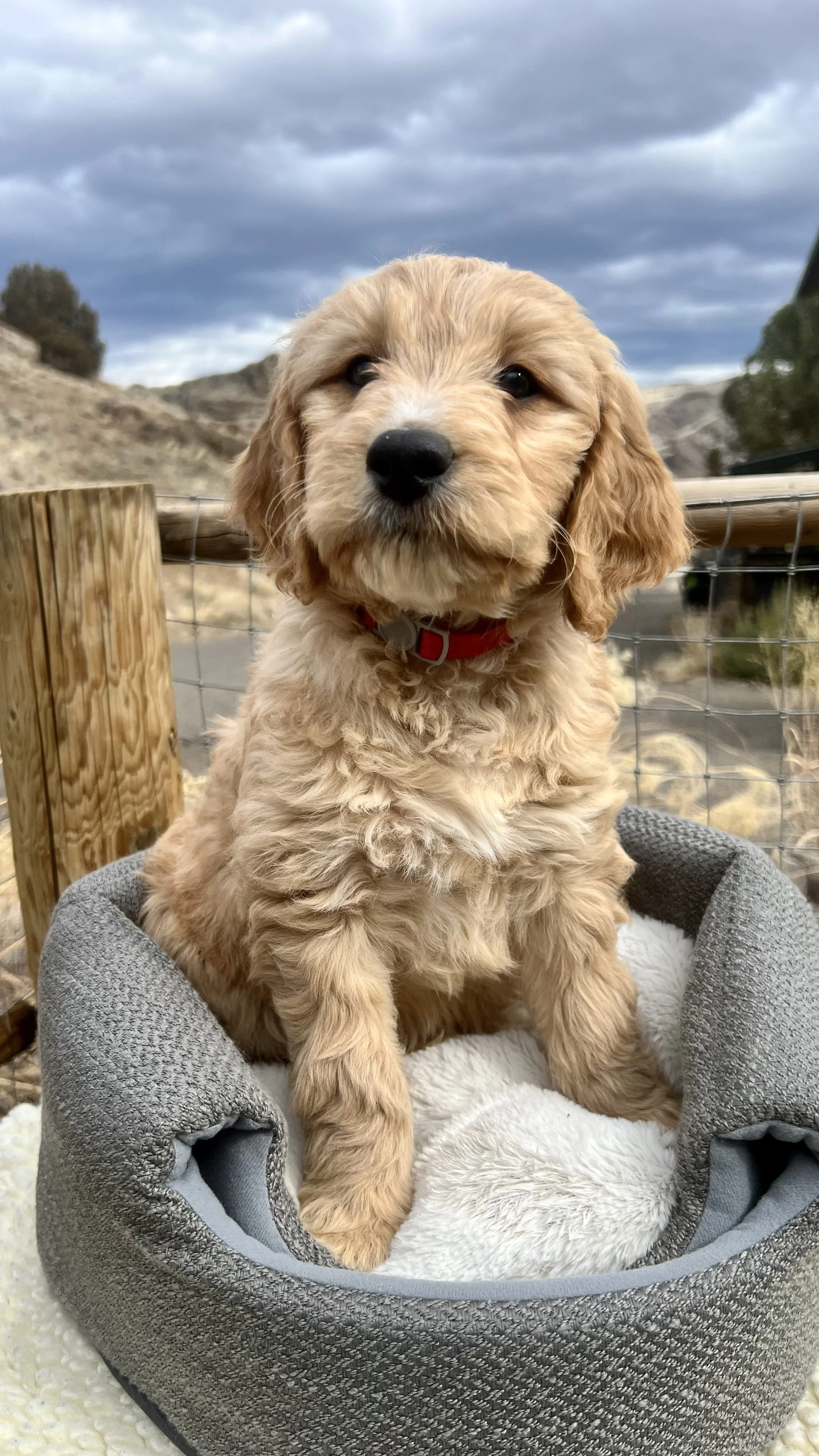portlands best goldendoodle puppy