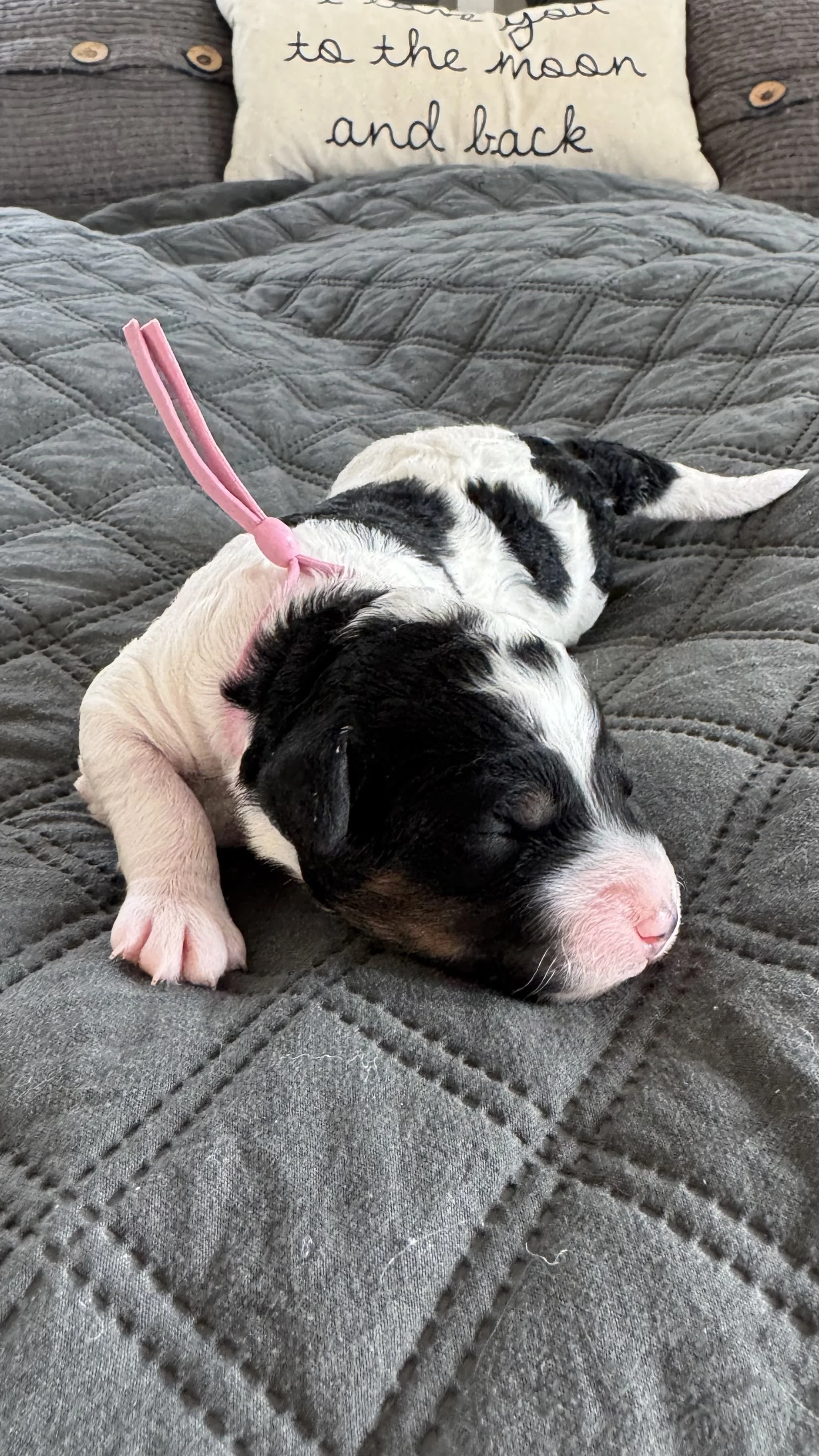 Gresham tacoma mini bernedoodle puppies