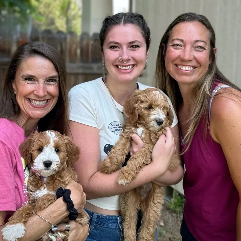 Goldendoodle puppy for Tacoma Washington family from High Desert Family Doodles Oregon