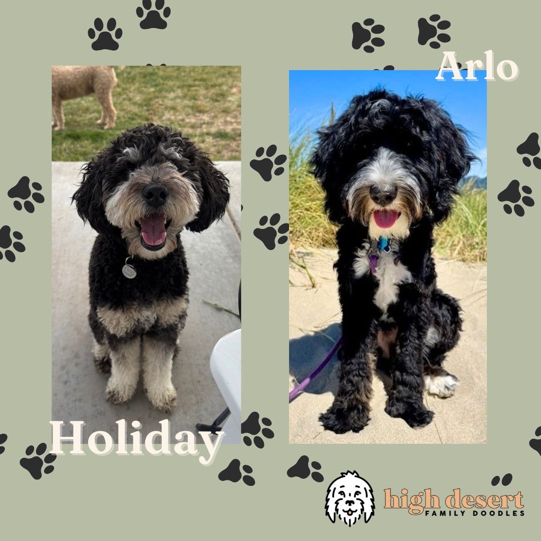 los Angeles medium bernedoodle puppy