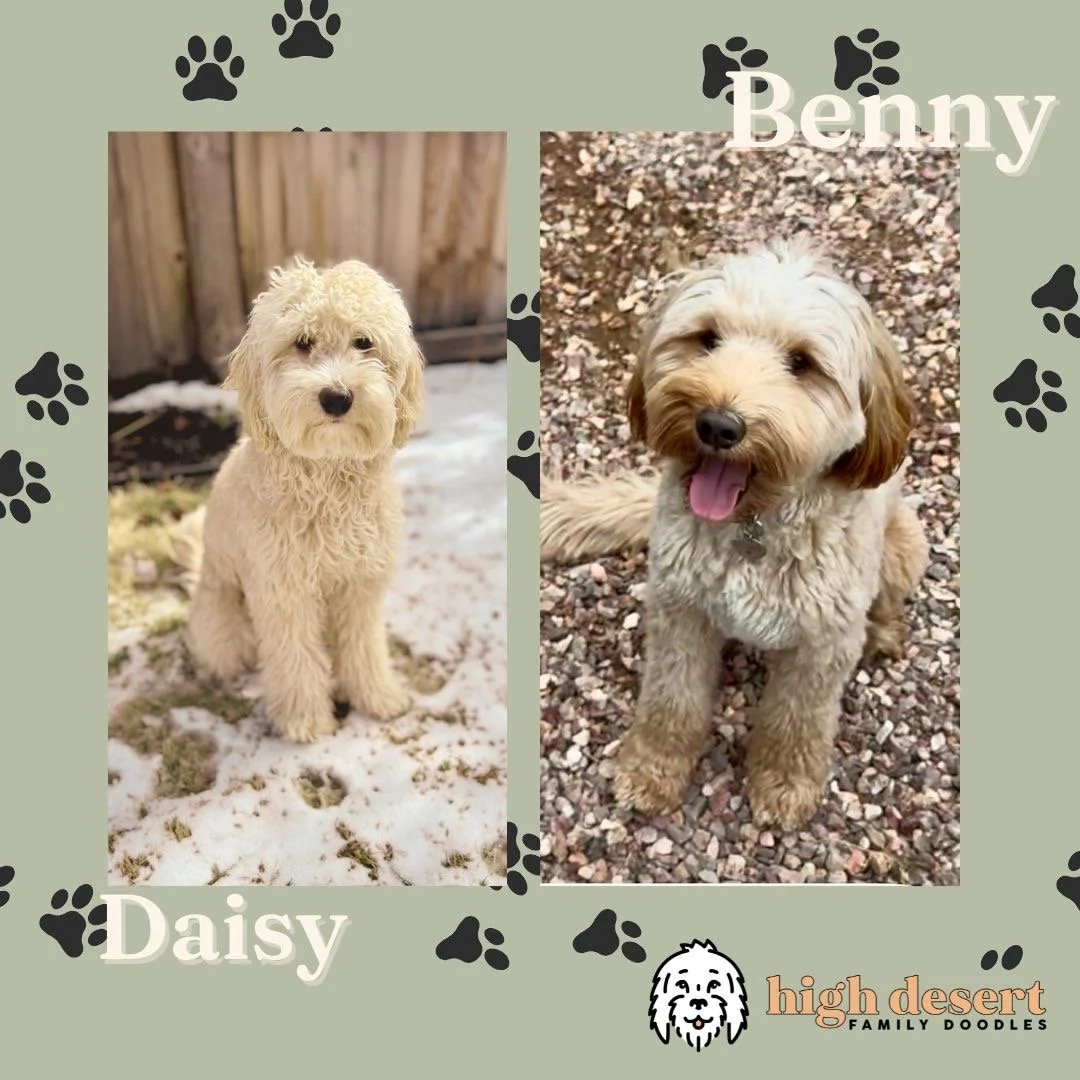 Portland san Francisco mini goldendoodle puppy pairing