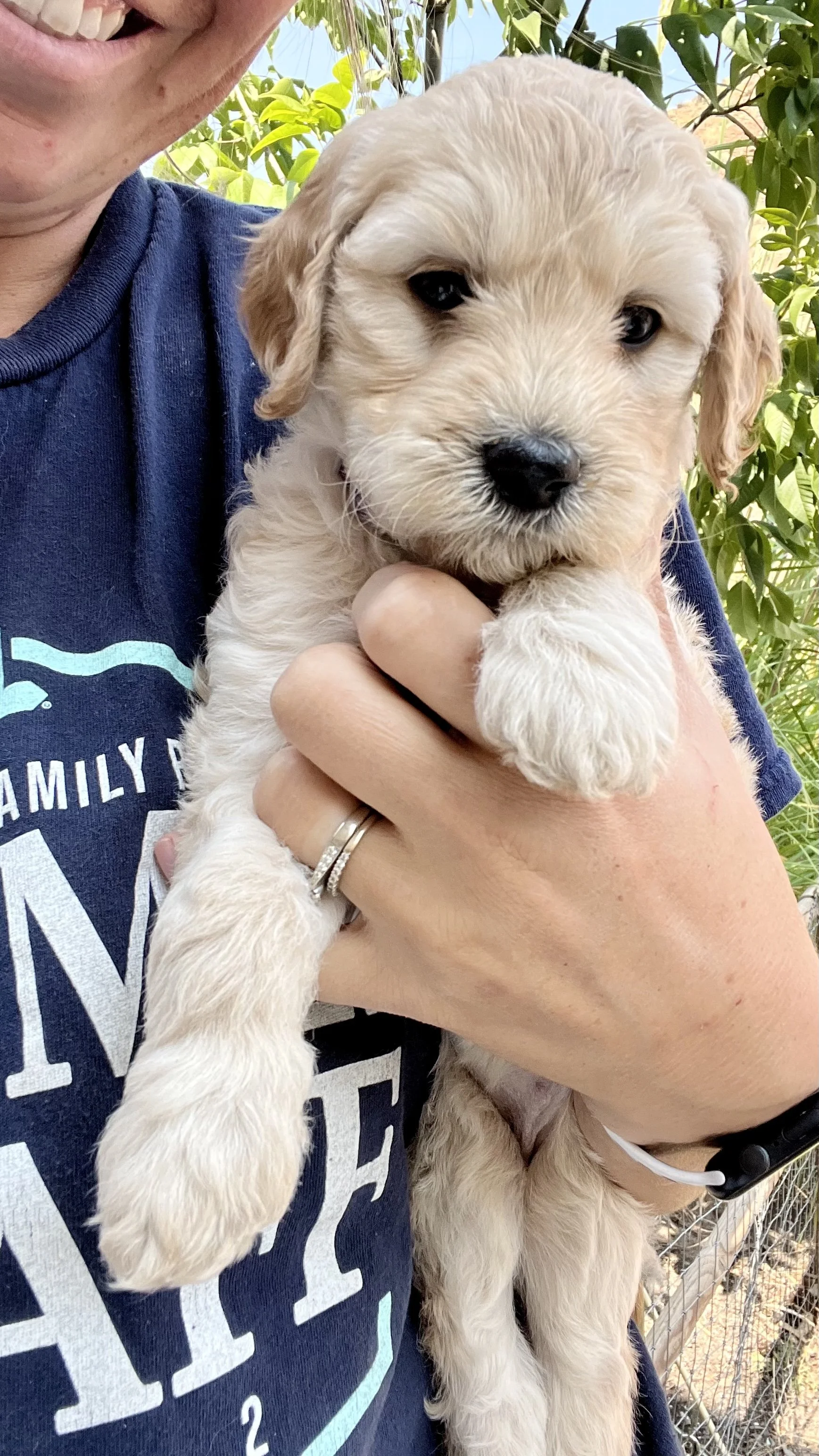 boise treasure valley goldendoodle breeder