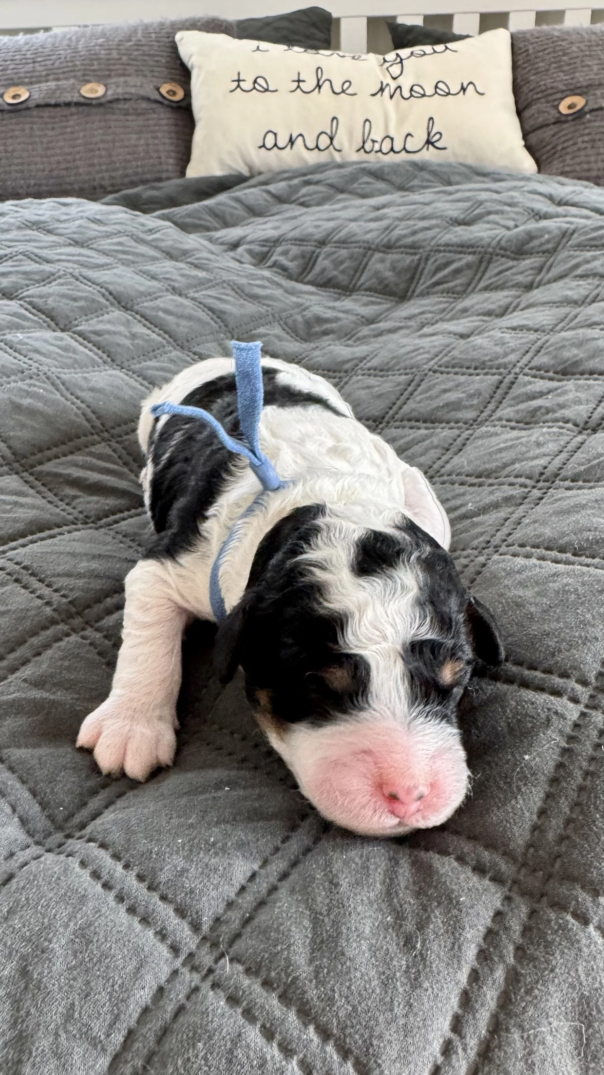 mini bernedoodle seattle salem