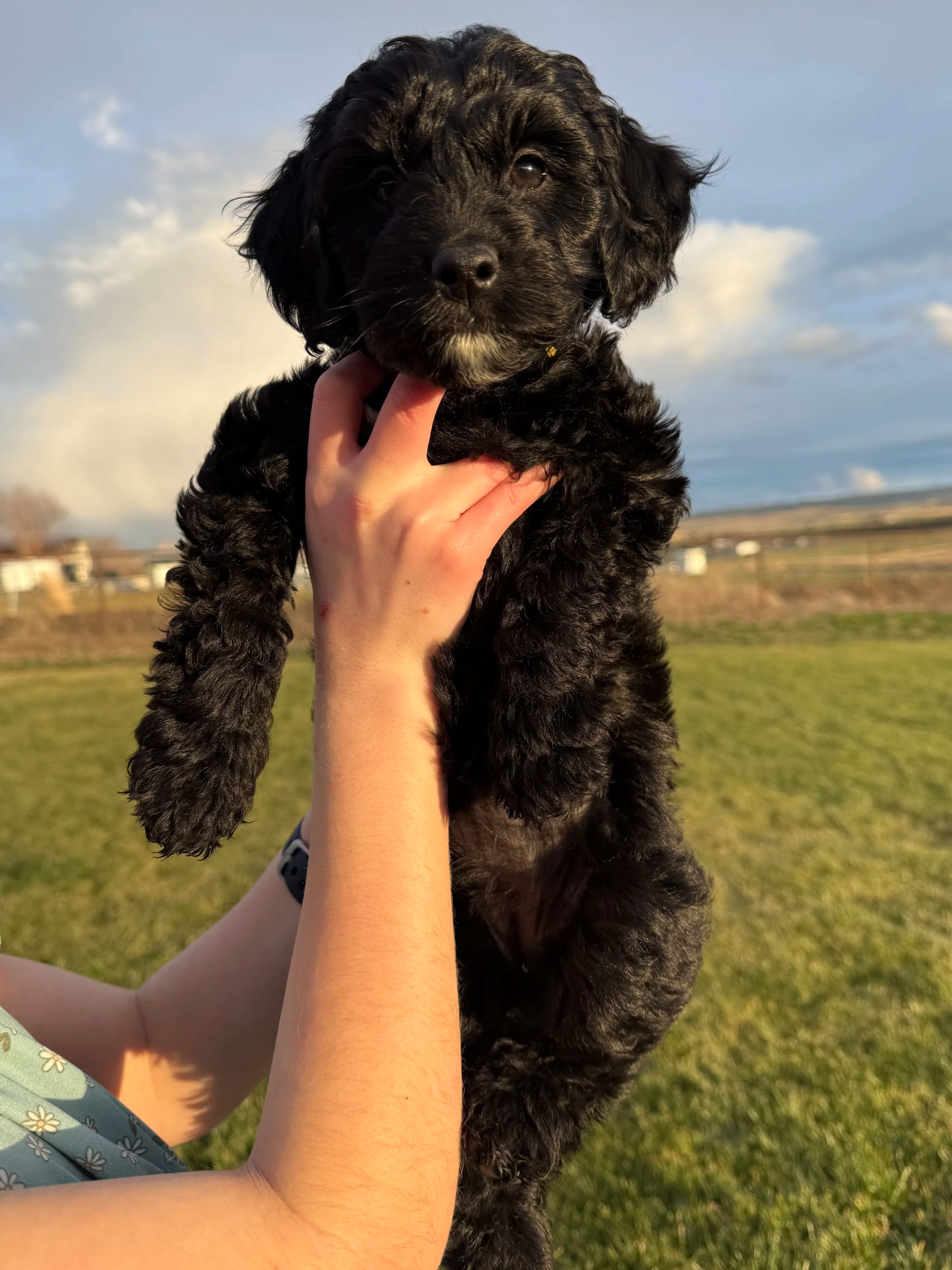 California Oregon petite goldendoodle puppy