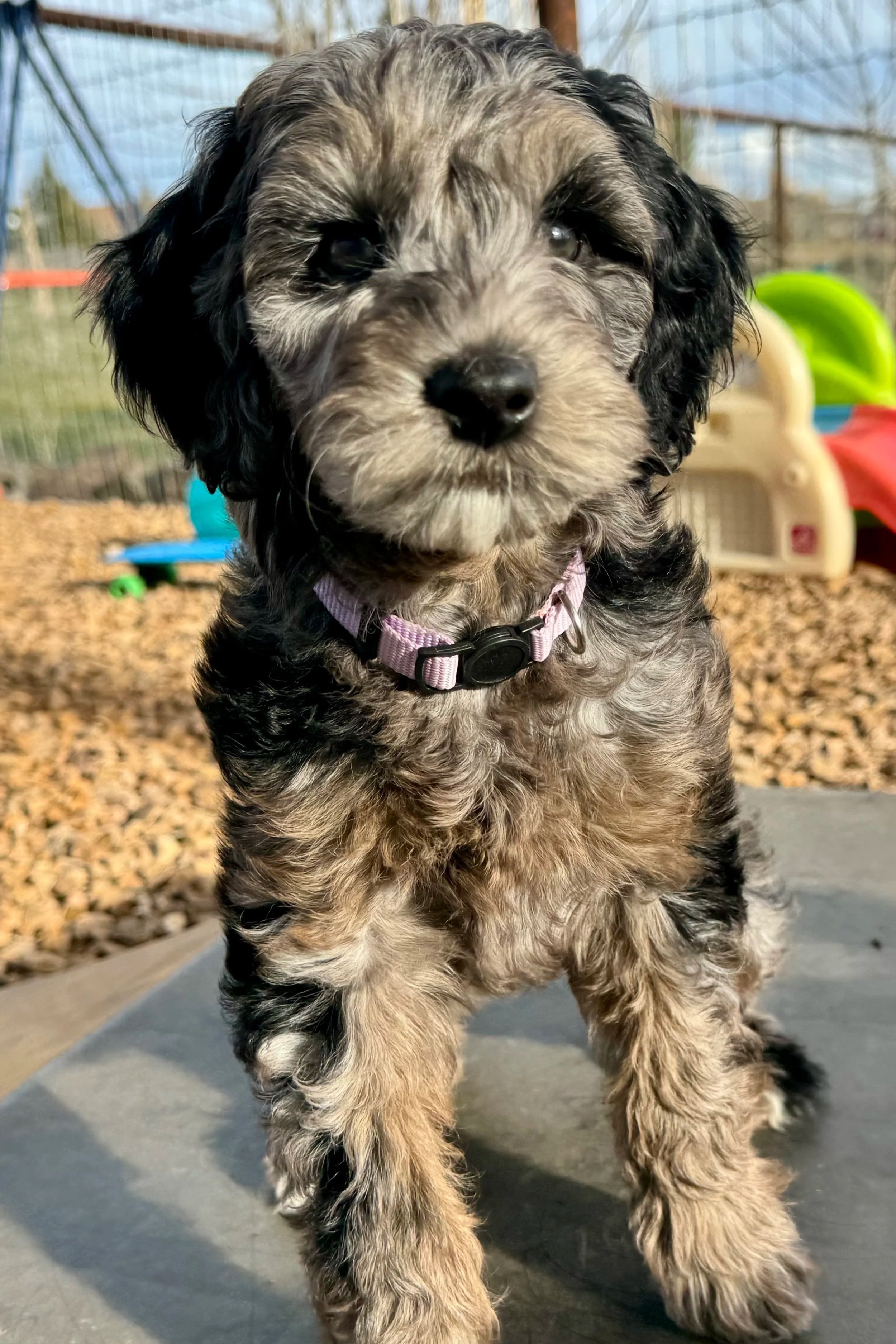 tacoma eugene petite goldendoodle puppy