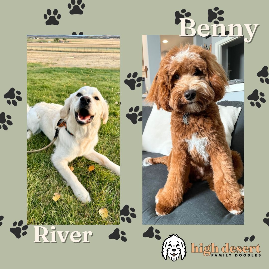 best portland tacoma goldendoodle puppy