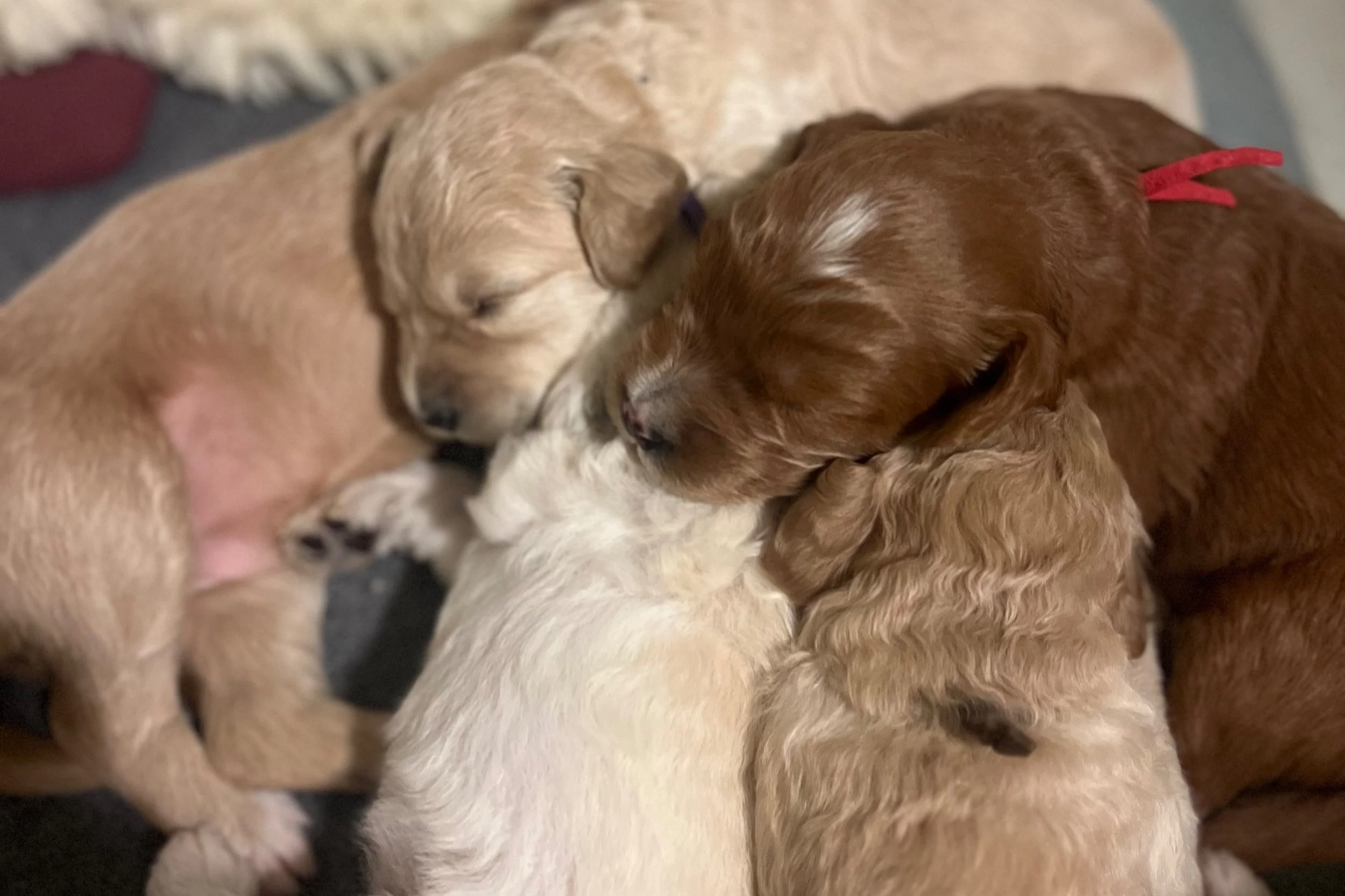 Sisters Oregon mini Goldendoodle puppies cuddling