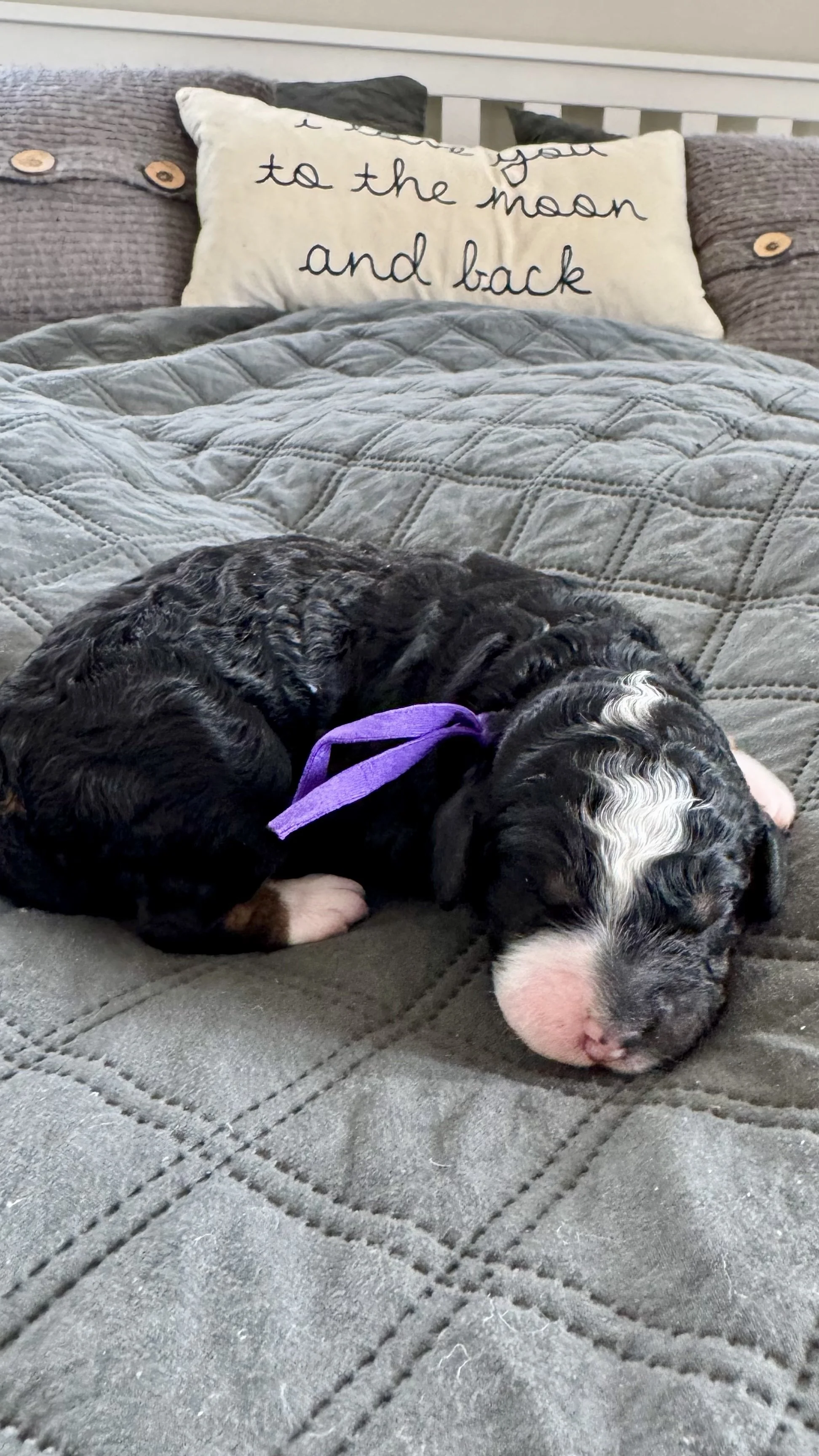 mini bernedoodle puppy salem bellevue