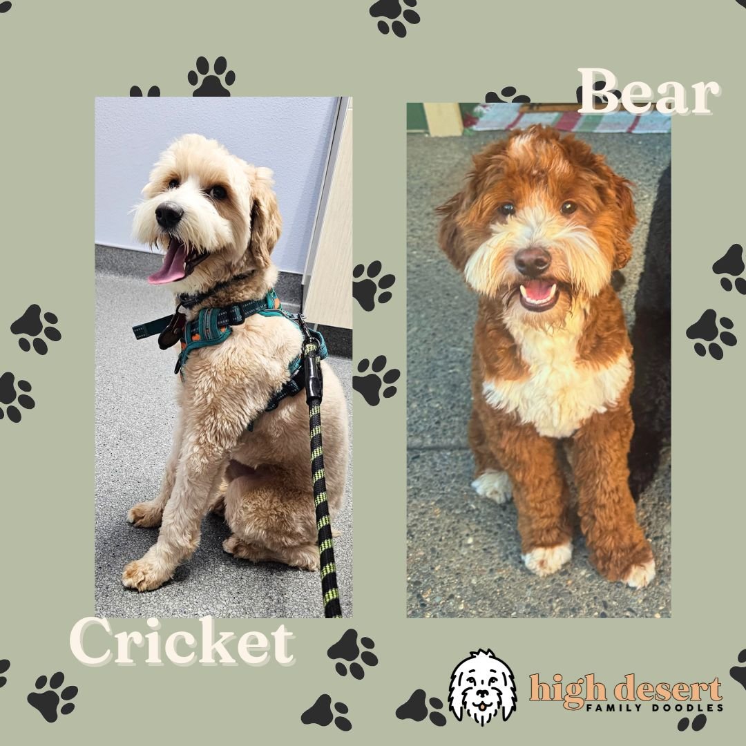mini goldendoodle puppies San Diego eugene