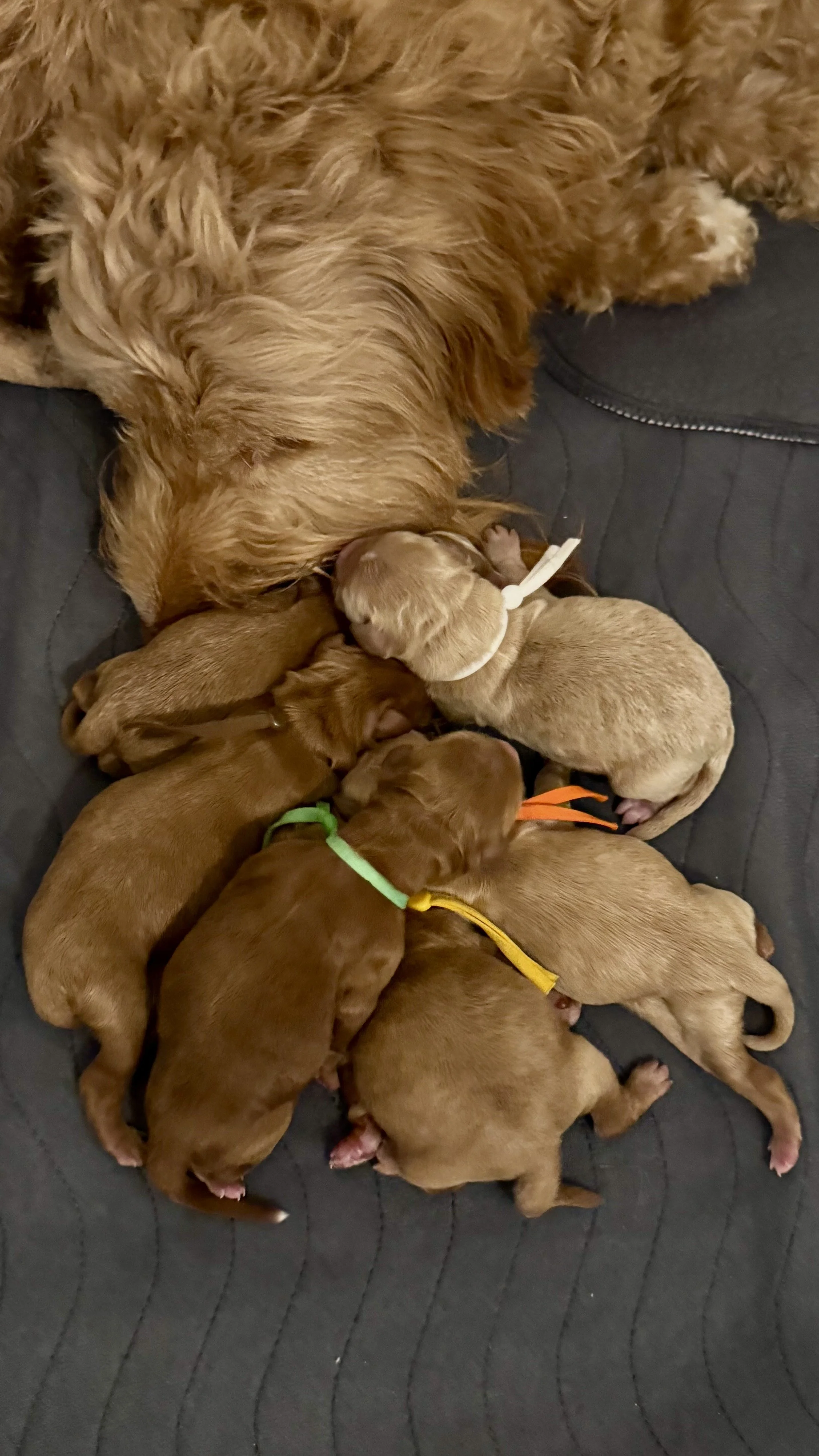 salem Eugene mini goldendoodle puppies for sale