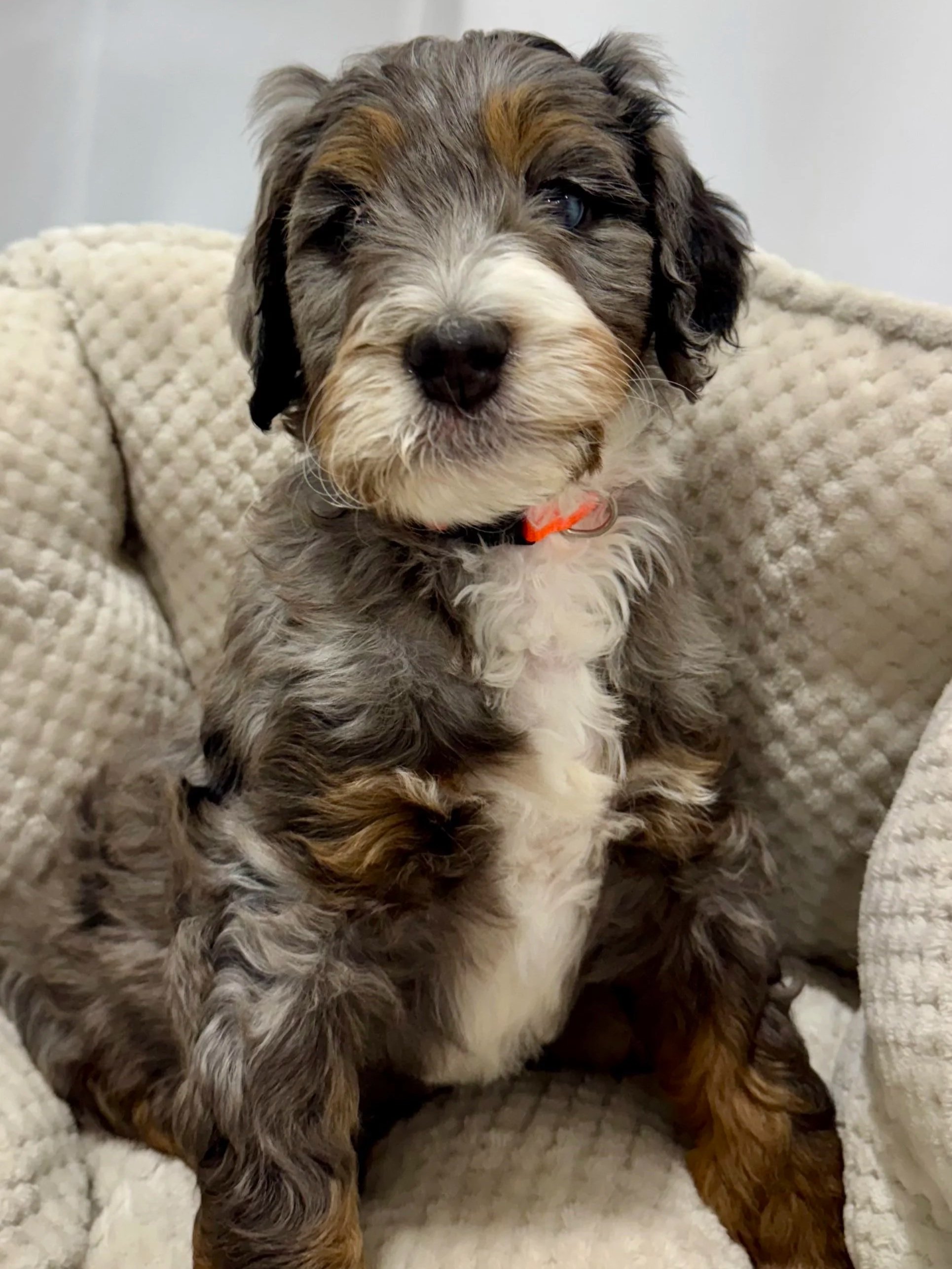 GANA Gold Good Dog certified bernedoodle parent OFA health tested High Desert Family Doodles