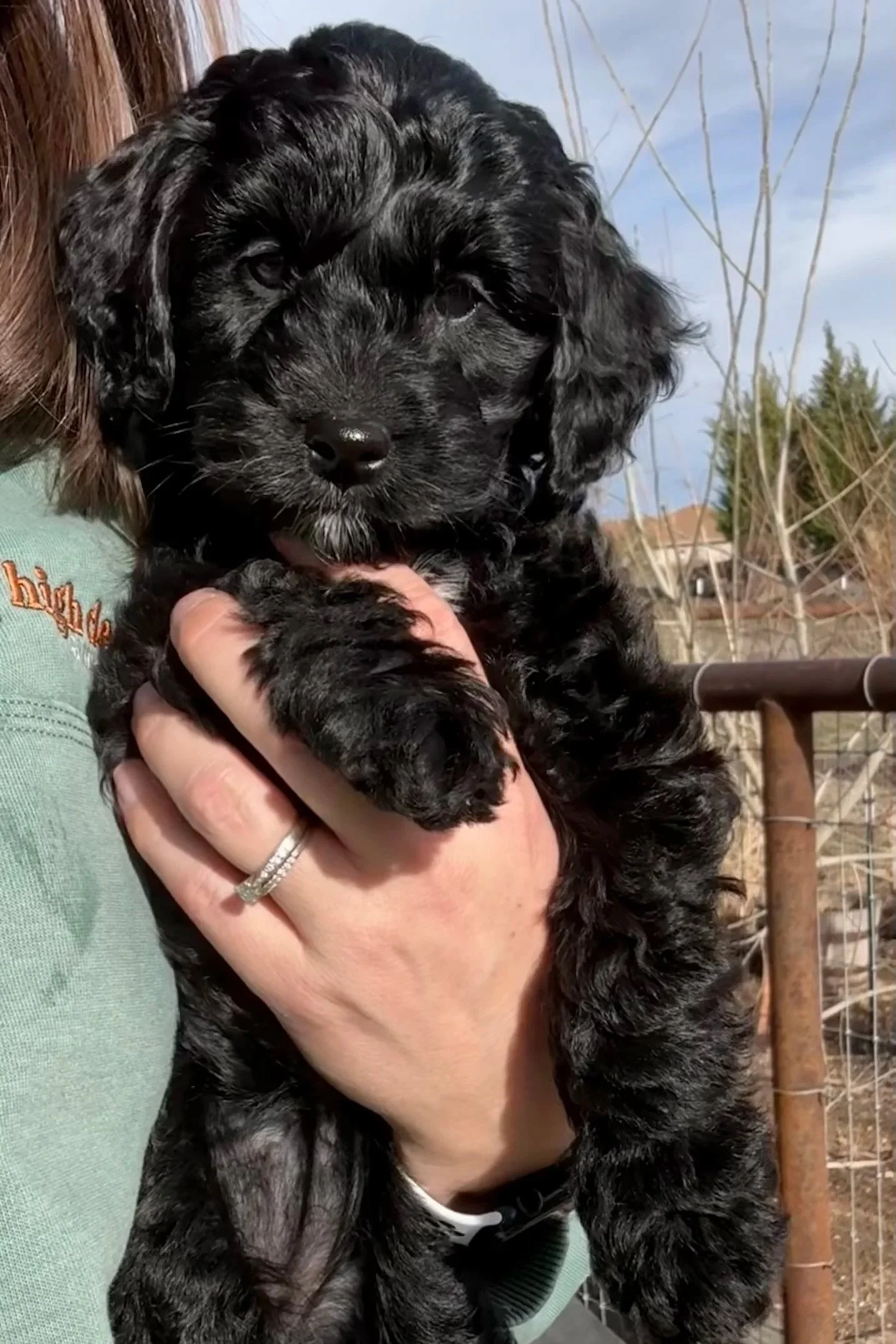 sacramento eugene petite goldendoodle puppy