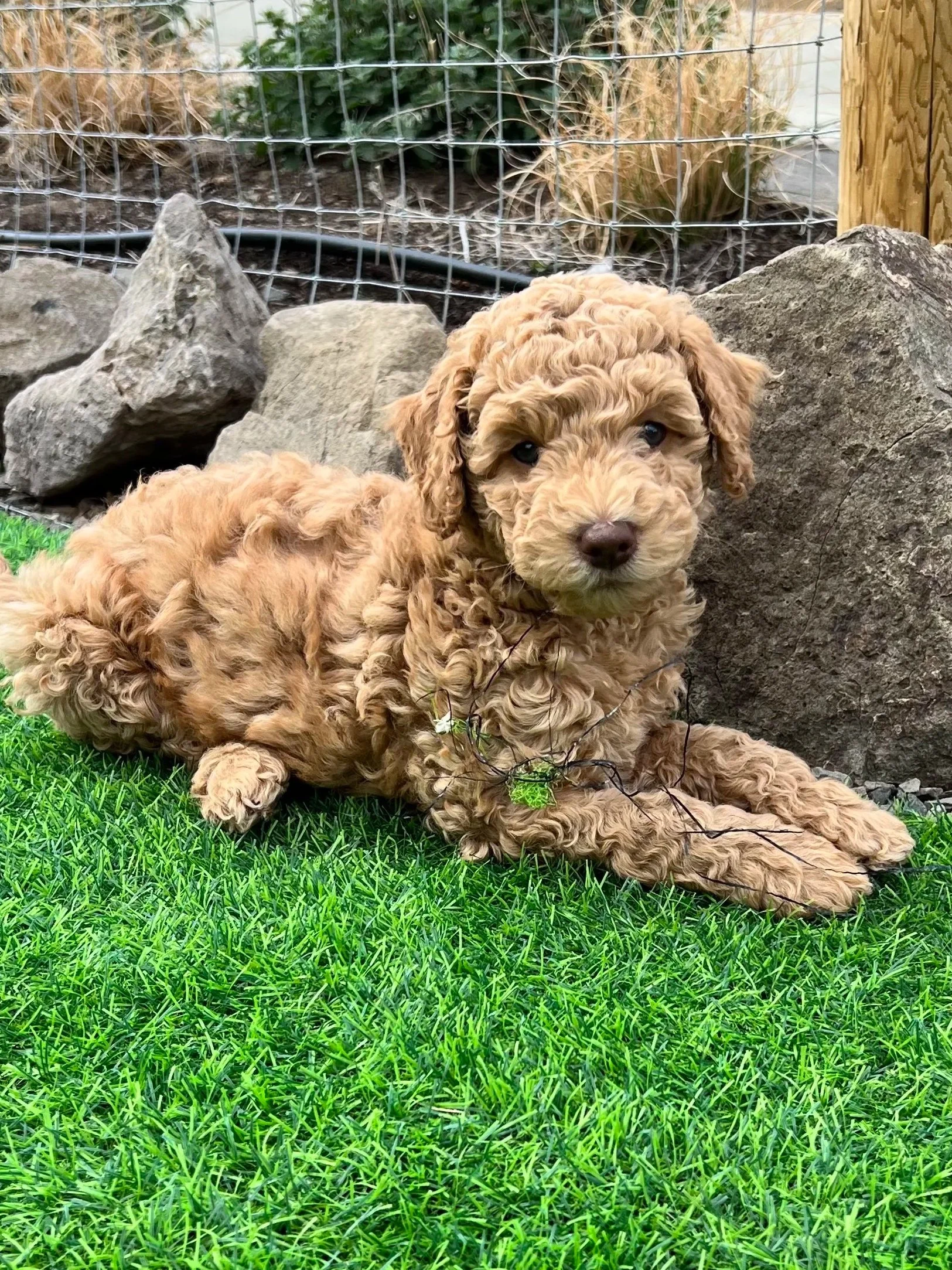 Goldendoodle puppy for Medford Southern Oregon relaxing family from High Desert Family Doodles Madras