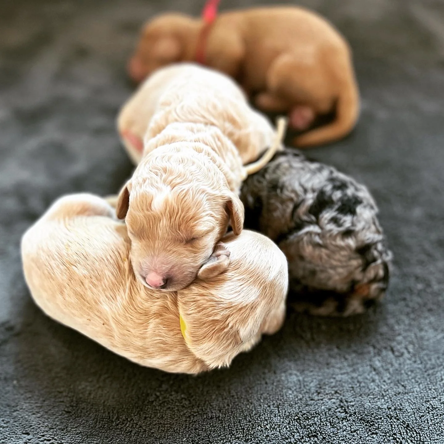Petite Goldendoodle puppy for Tacoma Washington family from High Desert Family Doodles Oregon