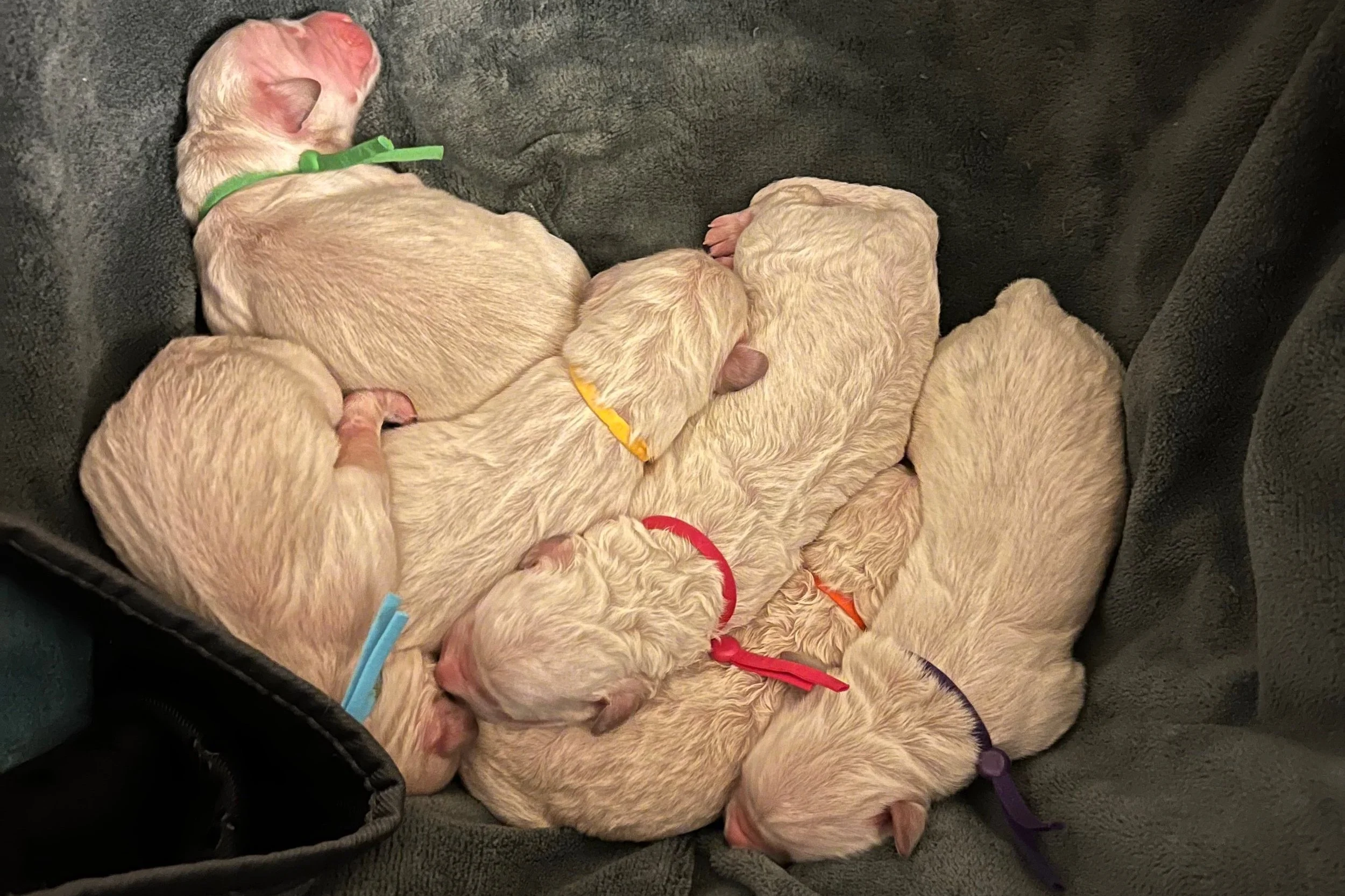 Goldendoodle and Bernedoodle Health Testing Oregon — High Desert