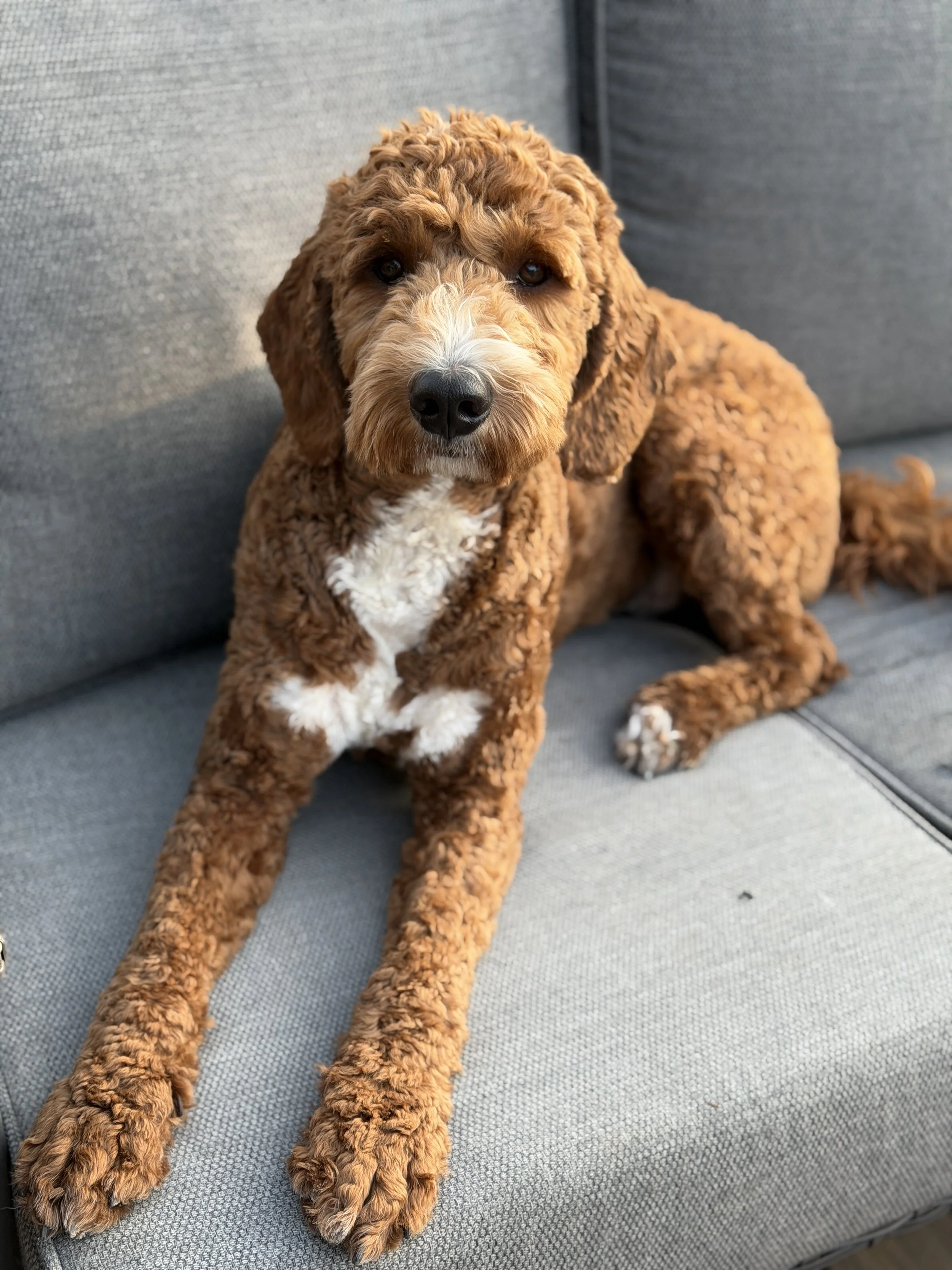 best San Diego Spokane goldendoodle puppy