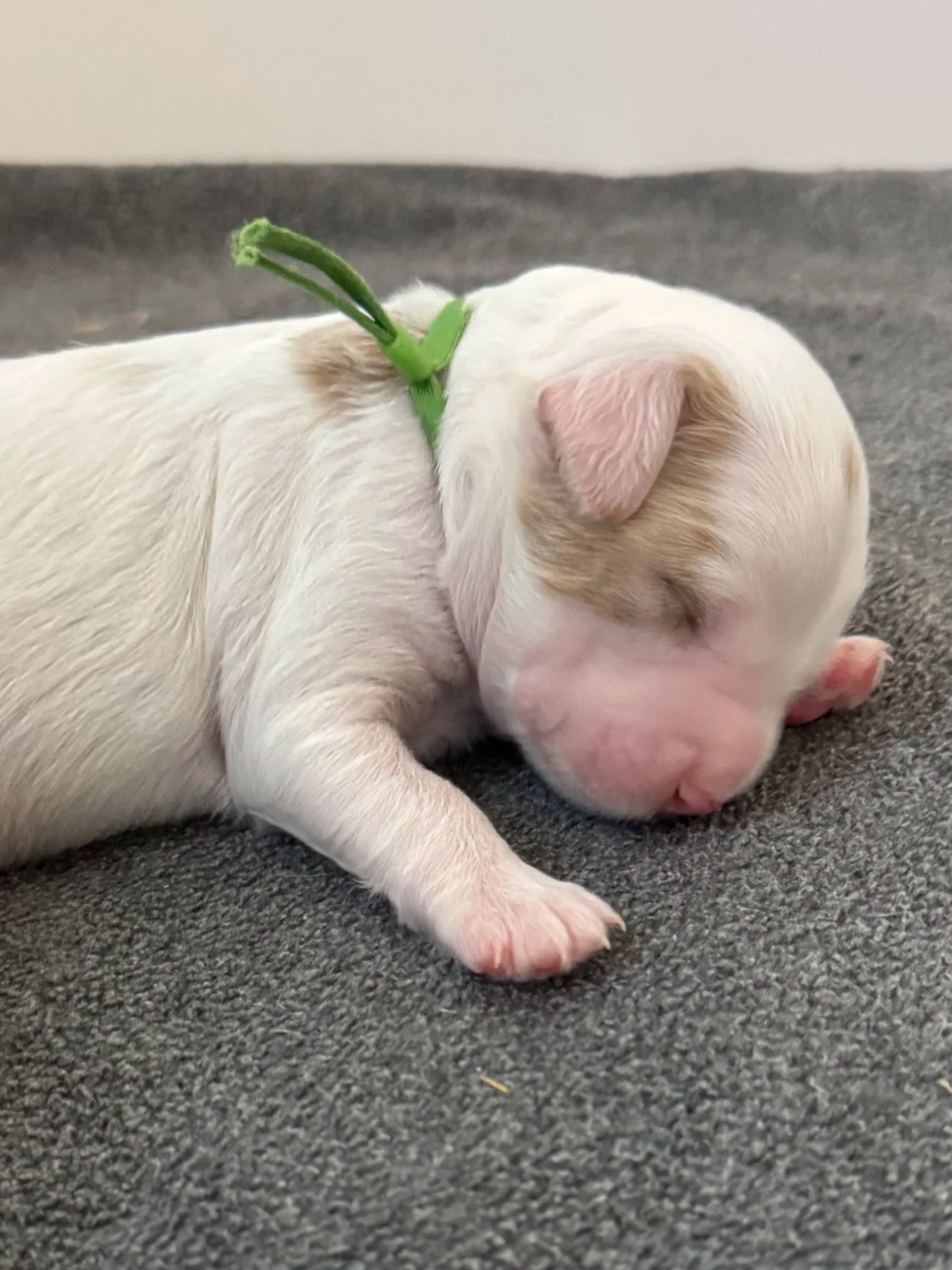 Portland goldendoodle puppy for sale