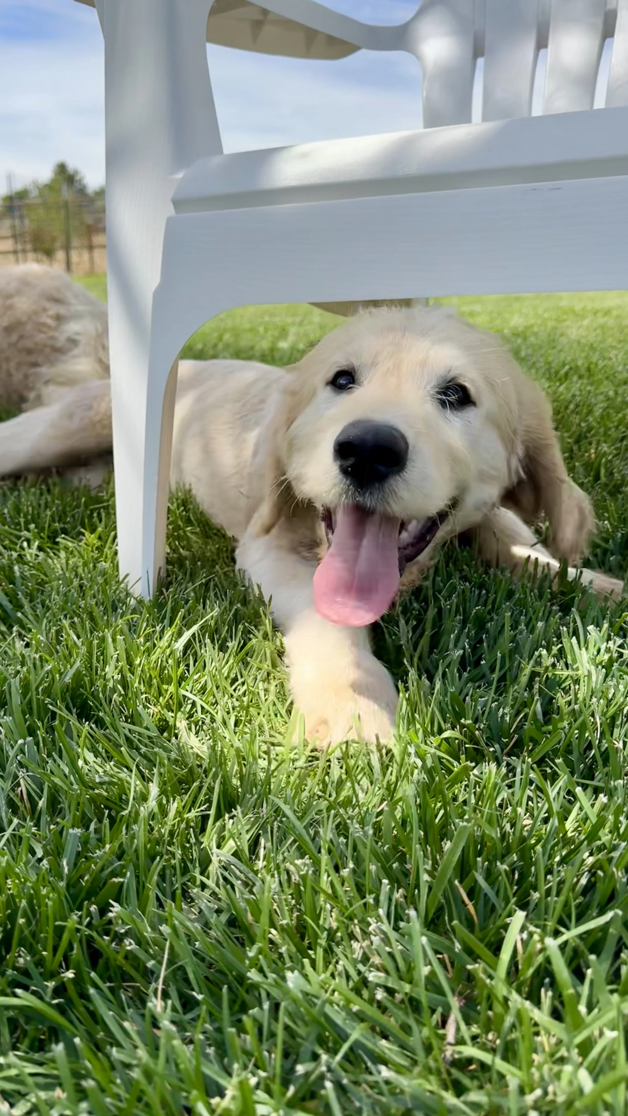 boise treasure valley best goldendoodle puppy