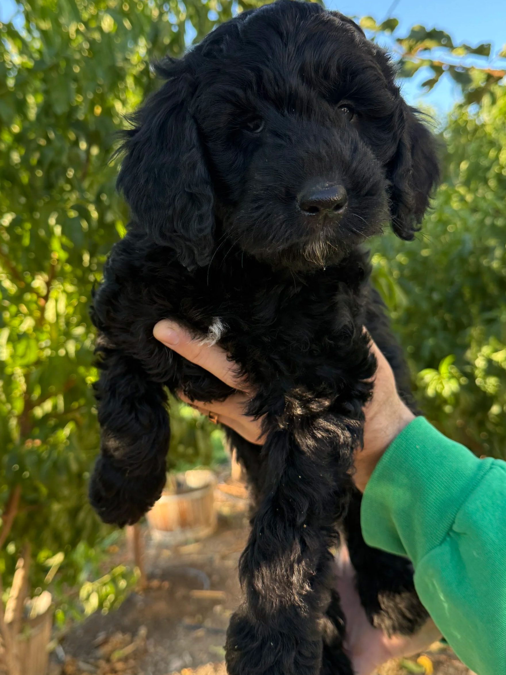 Oregon Washington Goldendoodle Puppy