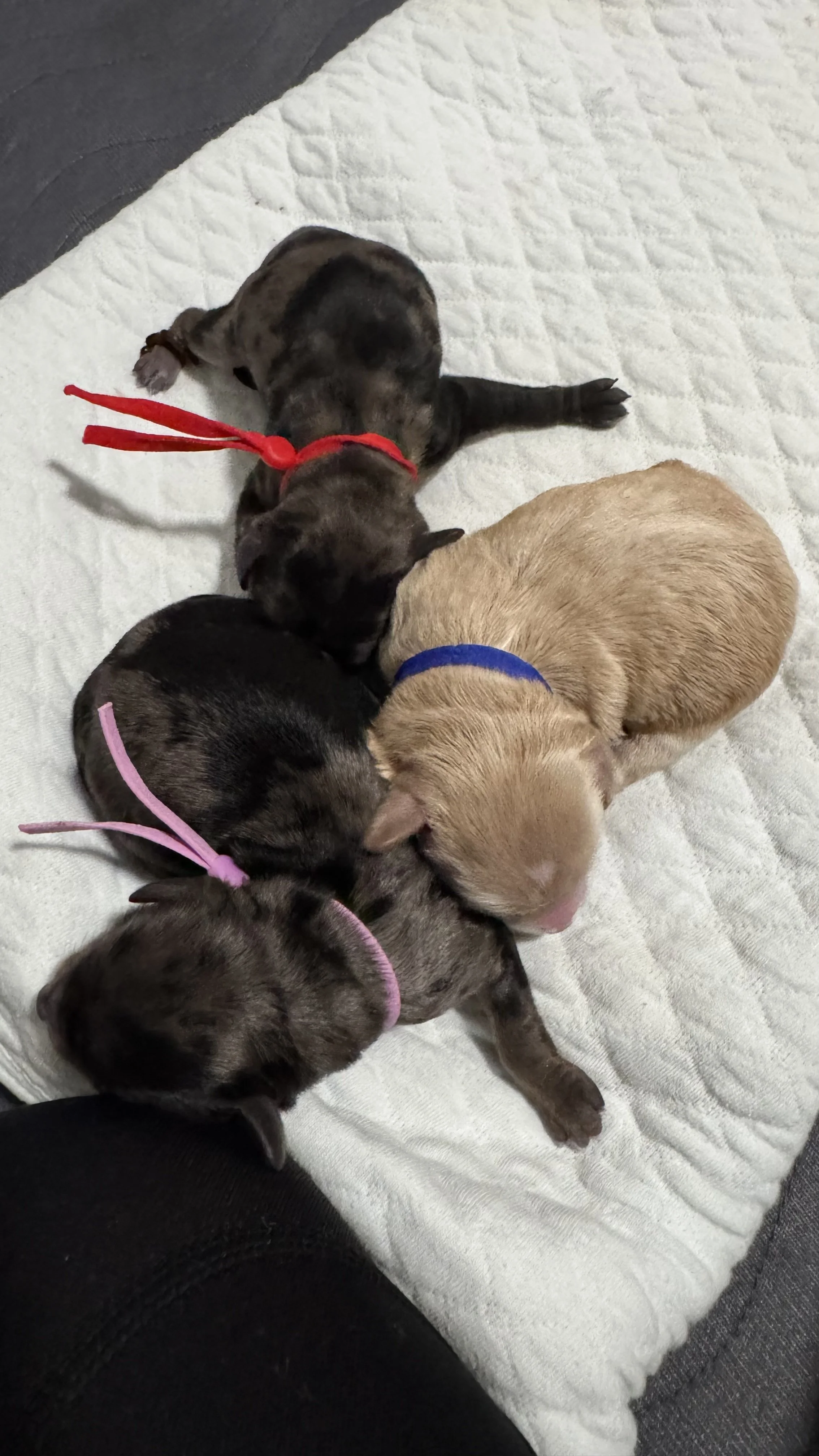 petite goldendoodle puppies for sale washington oregon