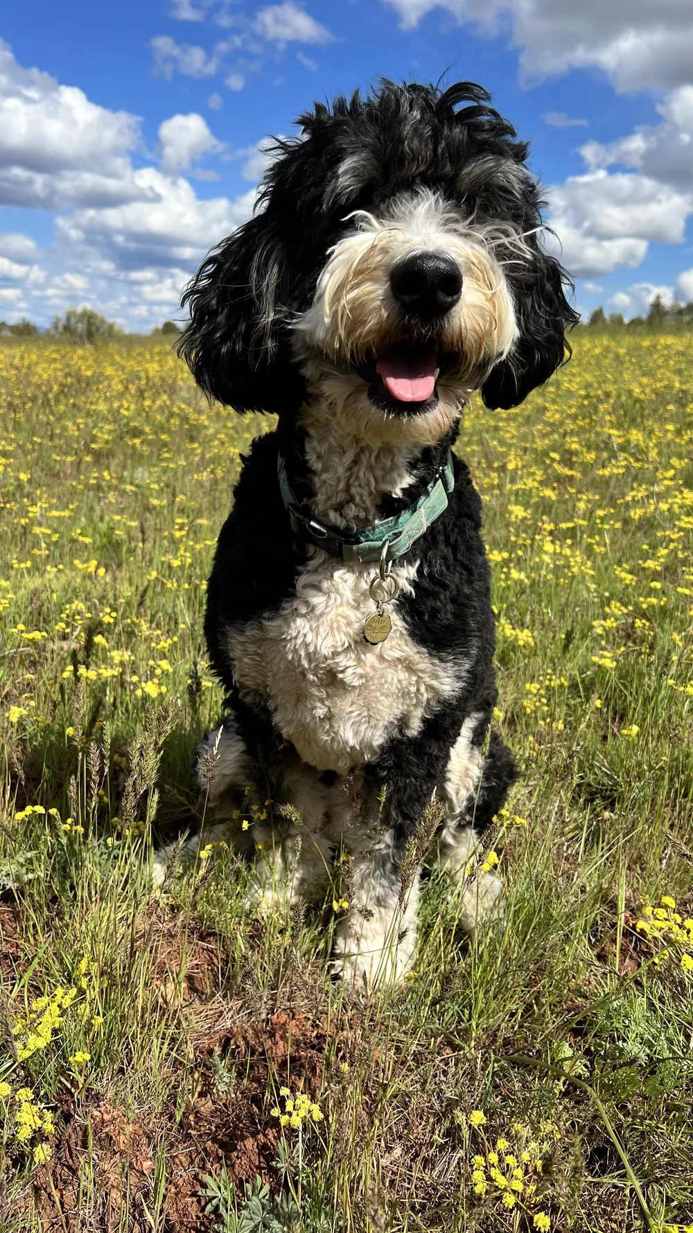 A Portrait of Bernedoodles; Oregon — High Desert Goldendoodles &  Bernedoodles