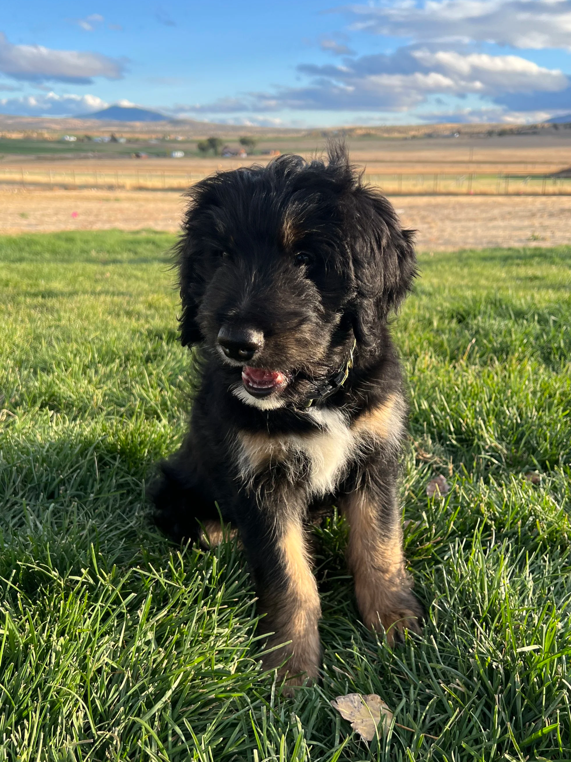 Bellevue GANA Gold Good Dog certified bernedoodle parent OFA health tested High Desert Family Doodles