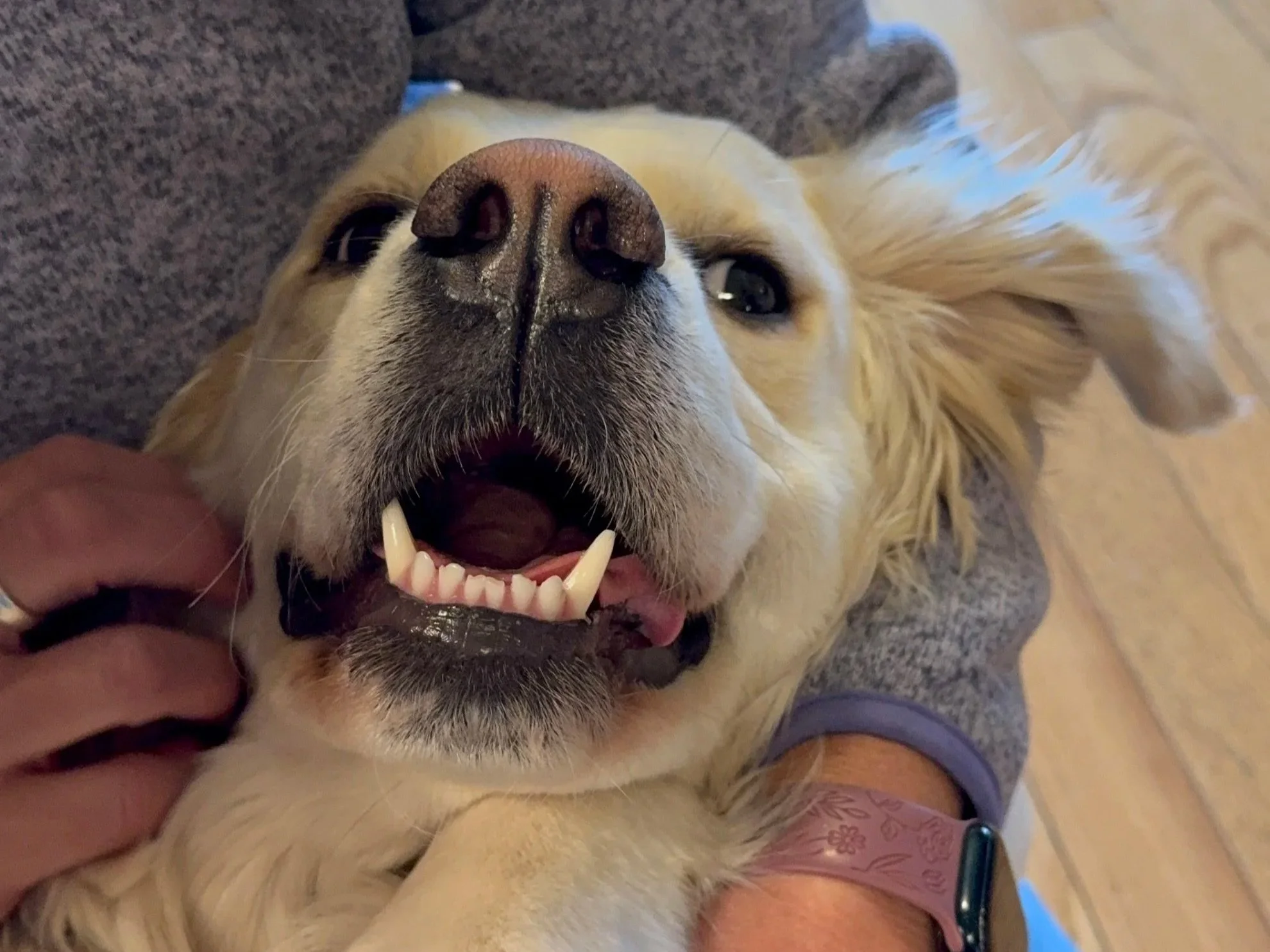 Salem San Francisco Goofy Goldendoodle Mom