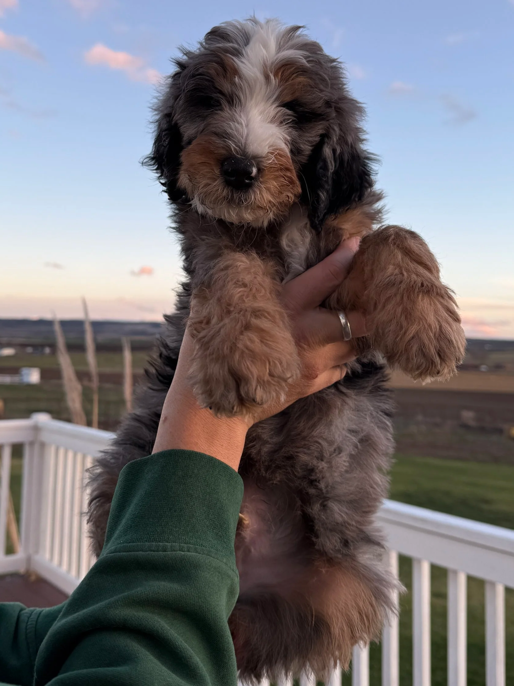 oregon portland bernedoodle puppies