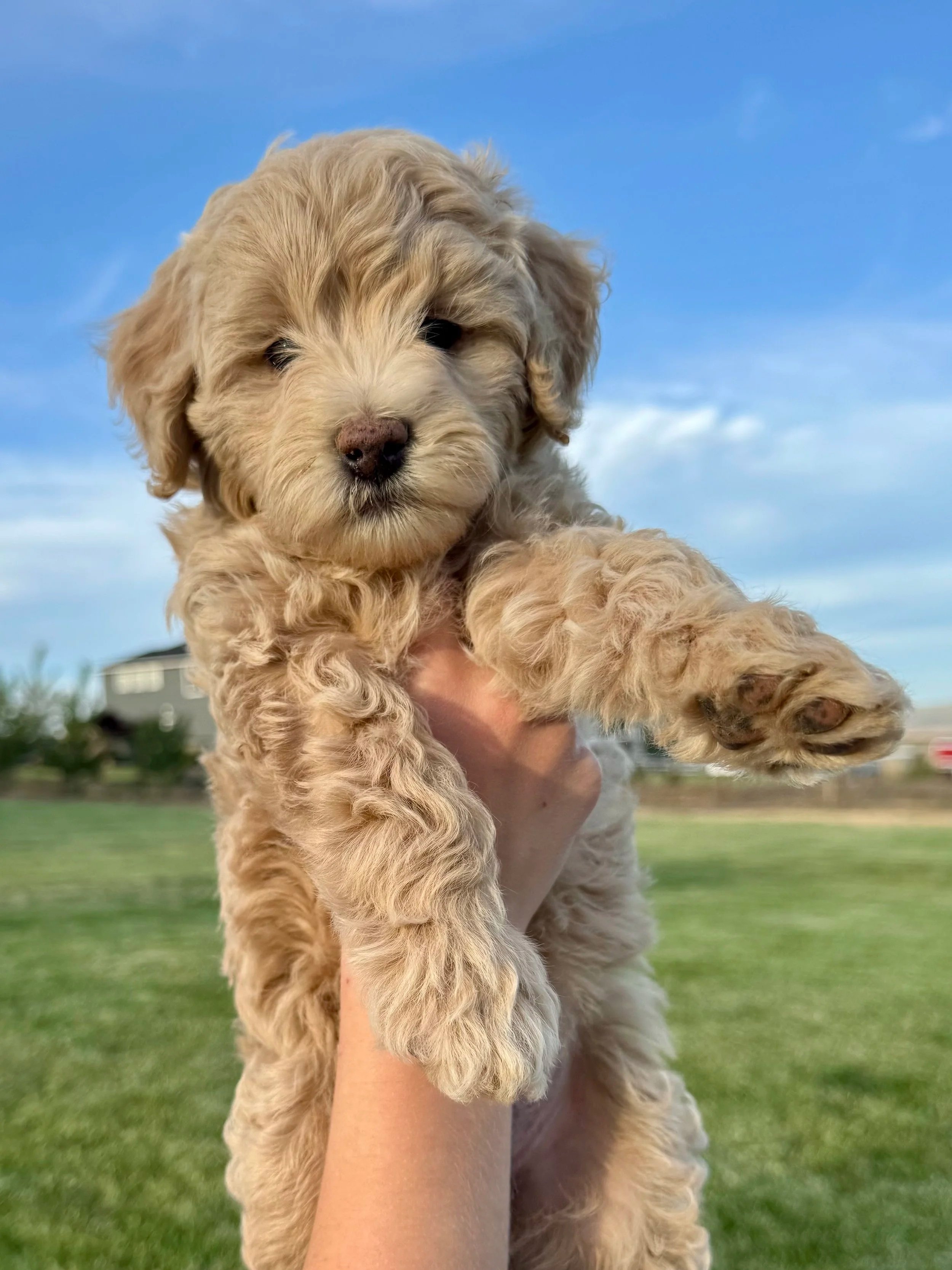 Happy goldendoodle puppy Los Angeles Seattle