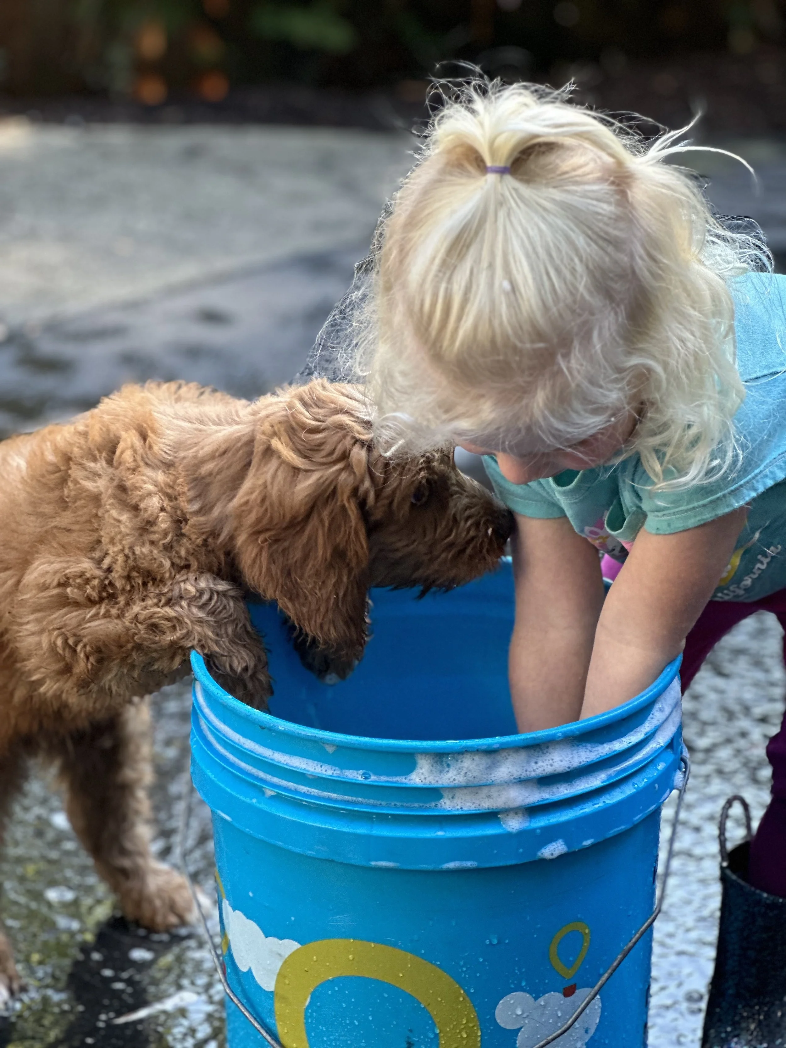 Goldendoodle puppies raised in home Madras Oregon available Hillsboro Washington County families