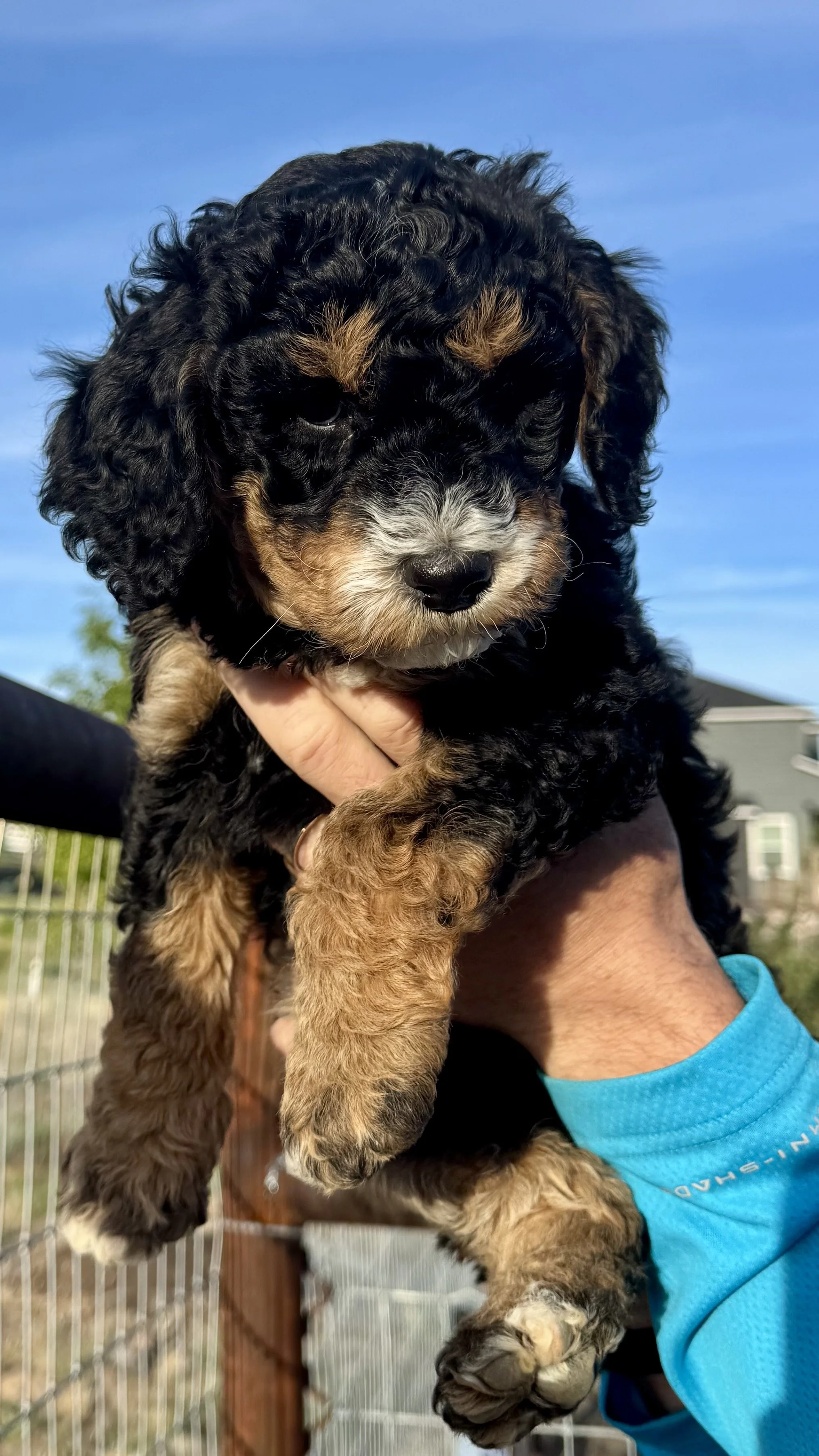 Bernedoodle puppies raised in home Madras Oregon available Bellevue Eastside Washington families