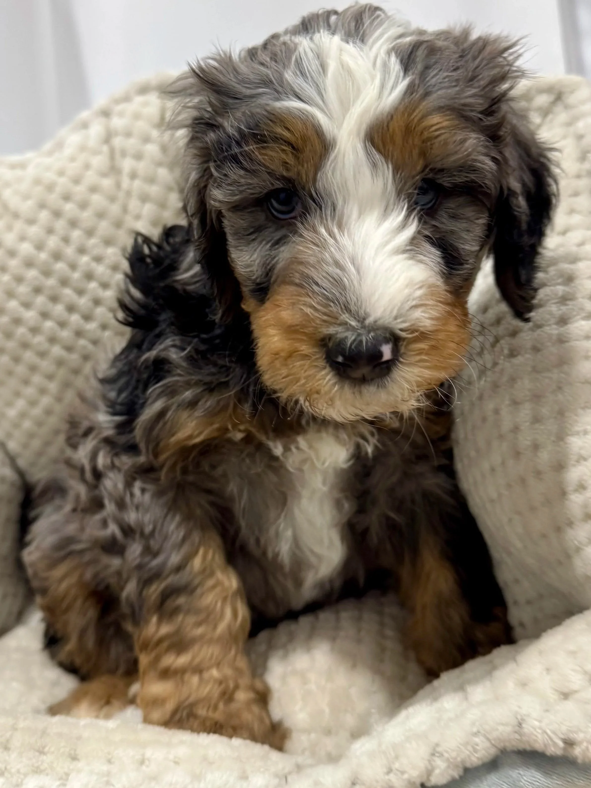portland salem bernedoodle puppy for sale