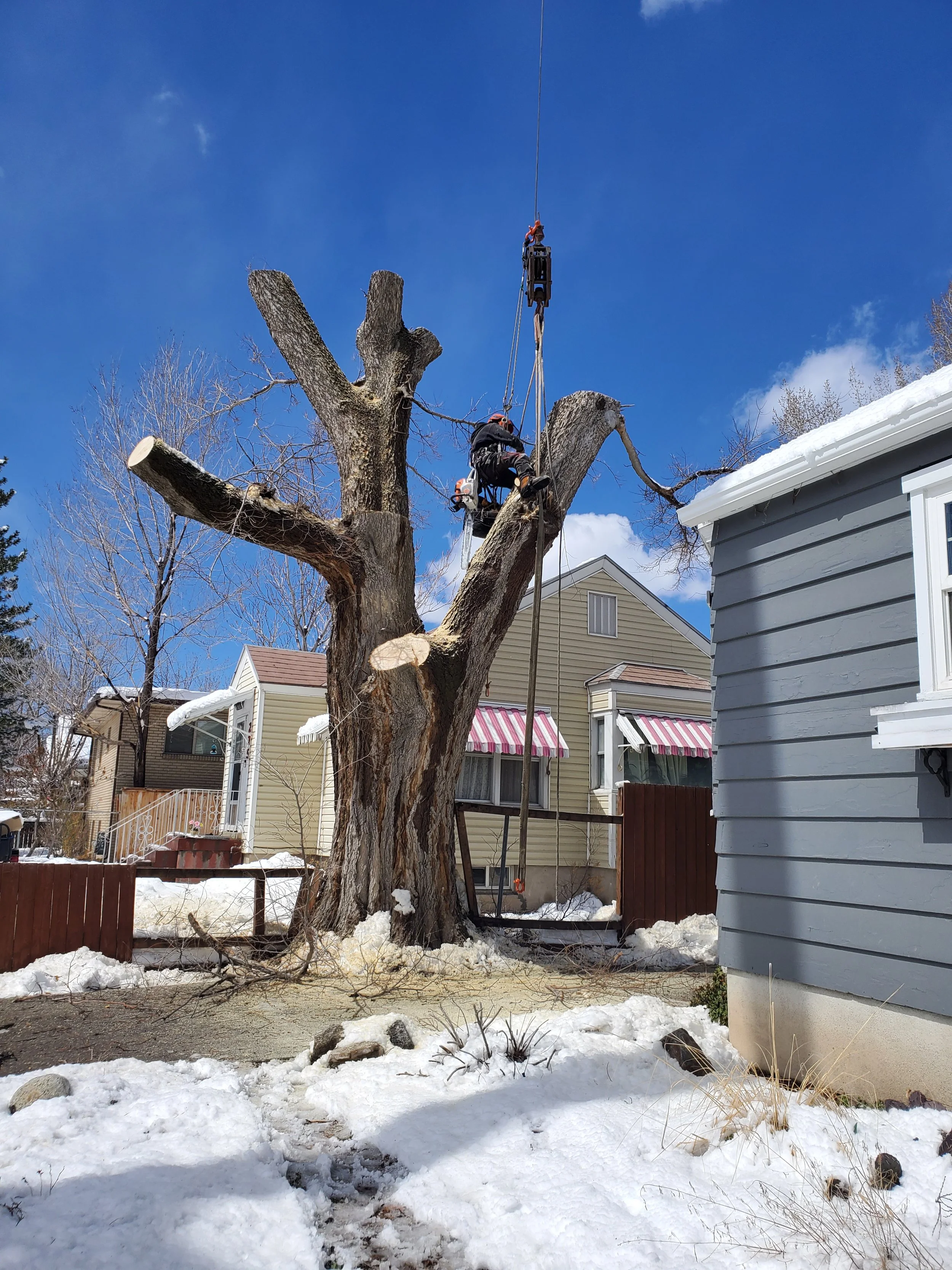 Integrated Tree Professionals Tree Removal & Trimming in Salt Lake City