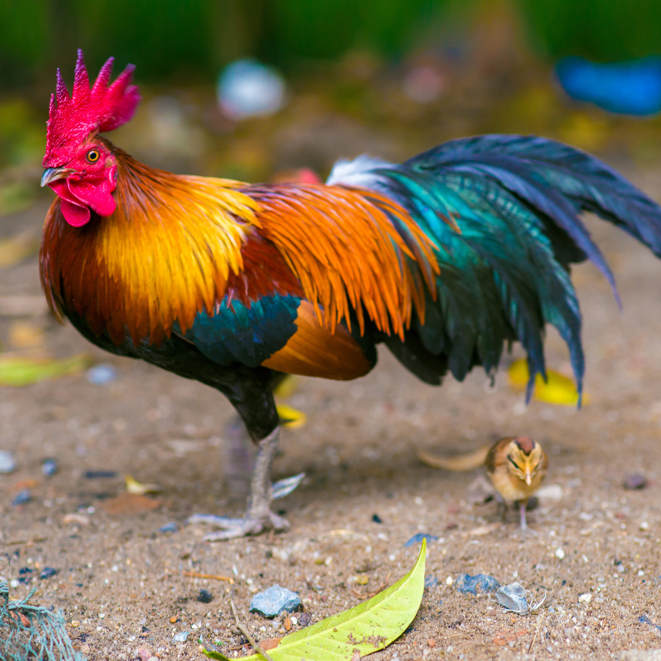 Chicken Rooster with iridescent feathers on beach in Hanalei Bay