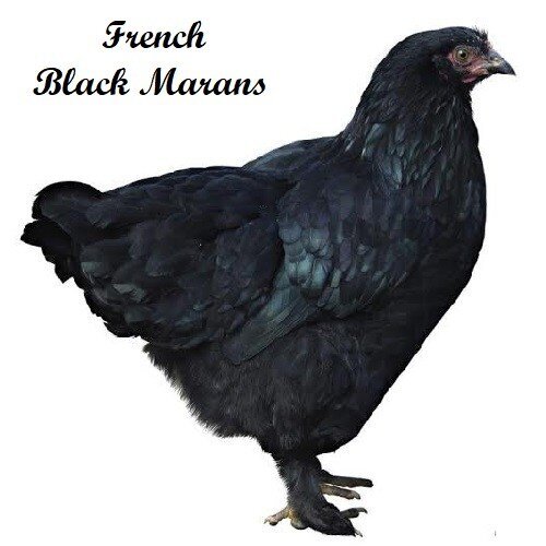 French-Black-Marans-Hen.jpg