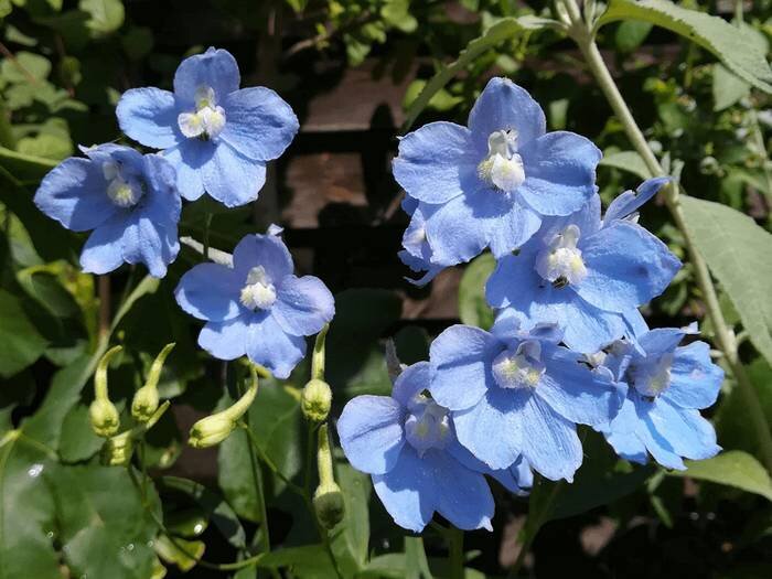 12 Lichtblauwe Bloemen Voor In Je Tuin [Foto'S] — Wildi