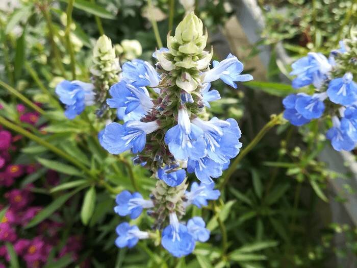 verontreiniging Rentmeester Corporation 12 Lichtblauwe Bloemen voor in je Tuin [FOTO'S] — Wildi
