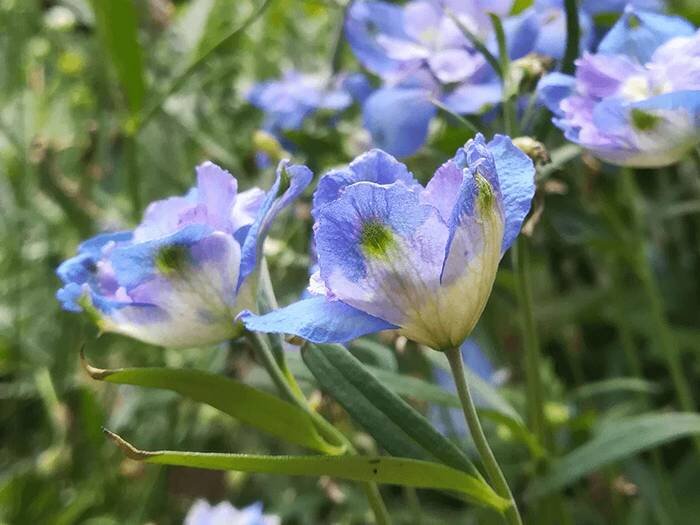 verontreiniging Rentmeester Corporation 12 Lichtblauwe Bloemen voor in je Tuin [FOTO'S] — Wildi