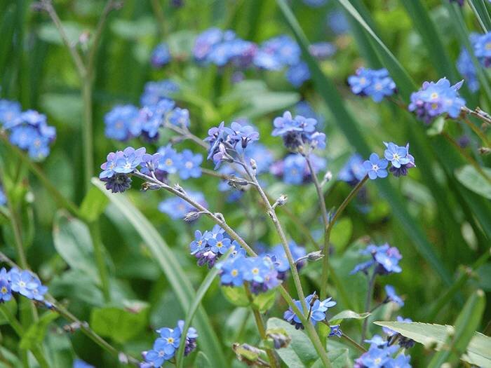 12 Lichtblauwe Bloemen Voor In Je Tuin [Foto'S] — Wildi