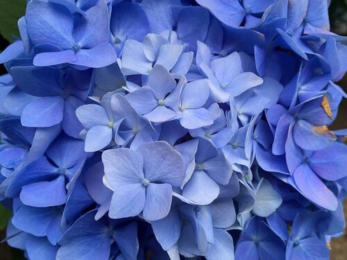12 Lichtblauwe Bloemen voor je Tuin Wildi