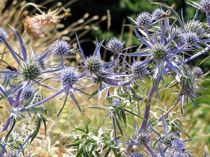 🌻 22 Planten die Tegen Droogte Kunnen [FOTO’S] — Wildi